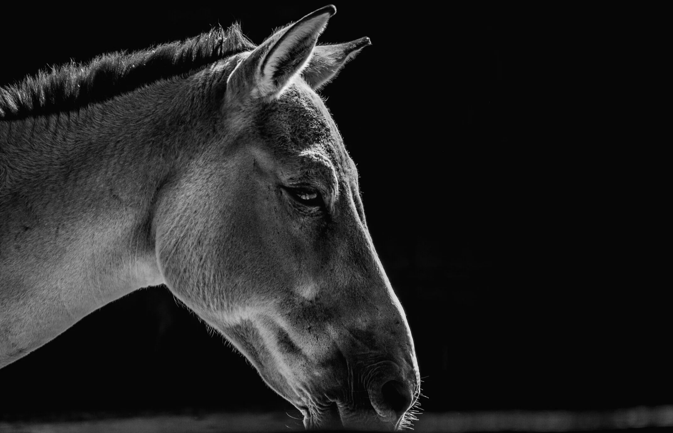 caballos, buddhas encarnados