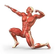 Advanced Anatomy