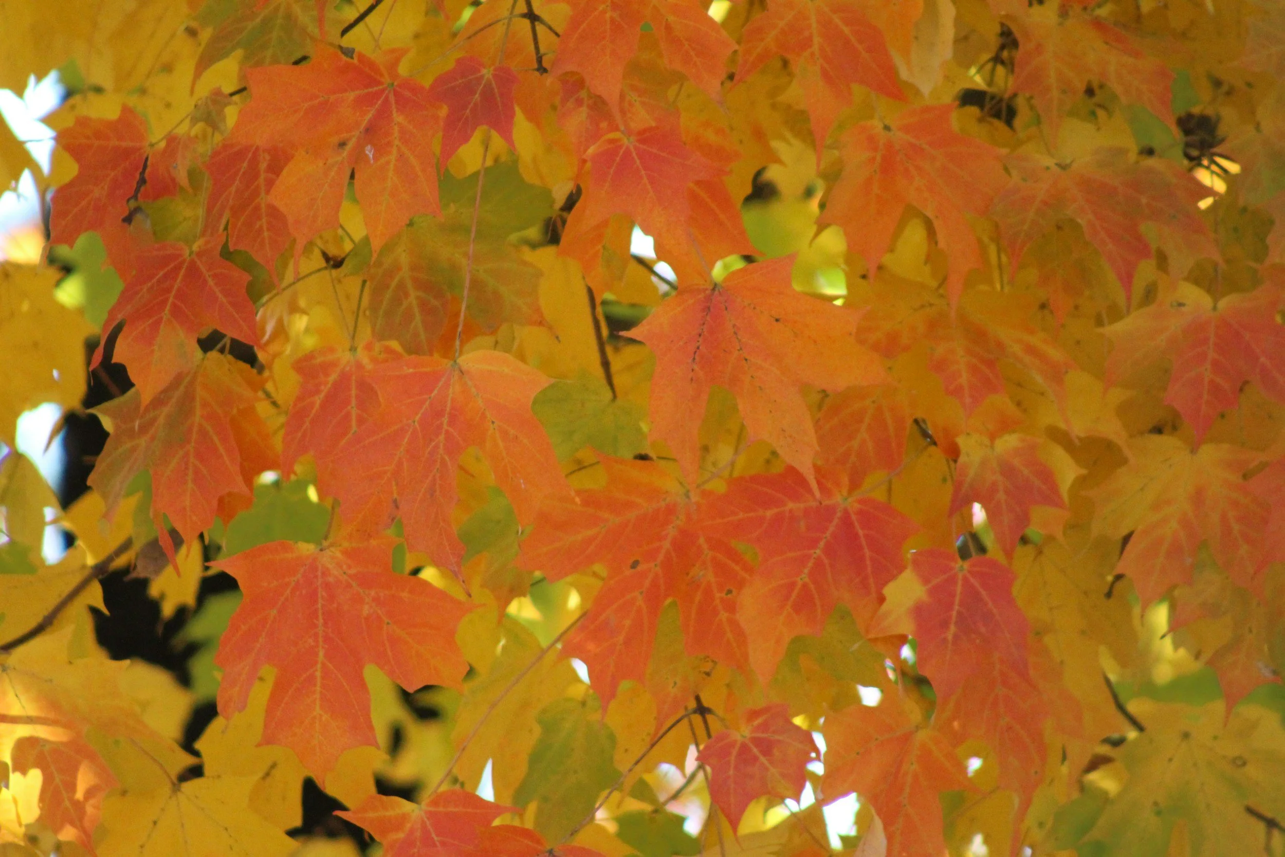 October newsletter