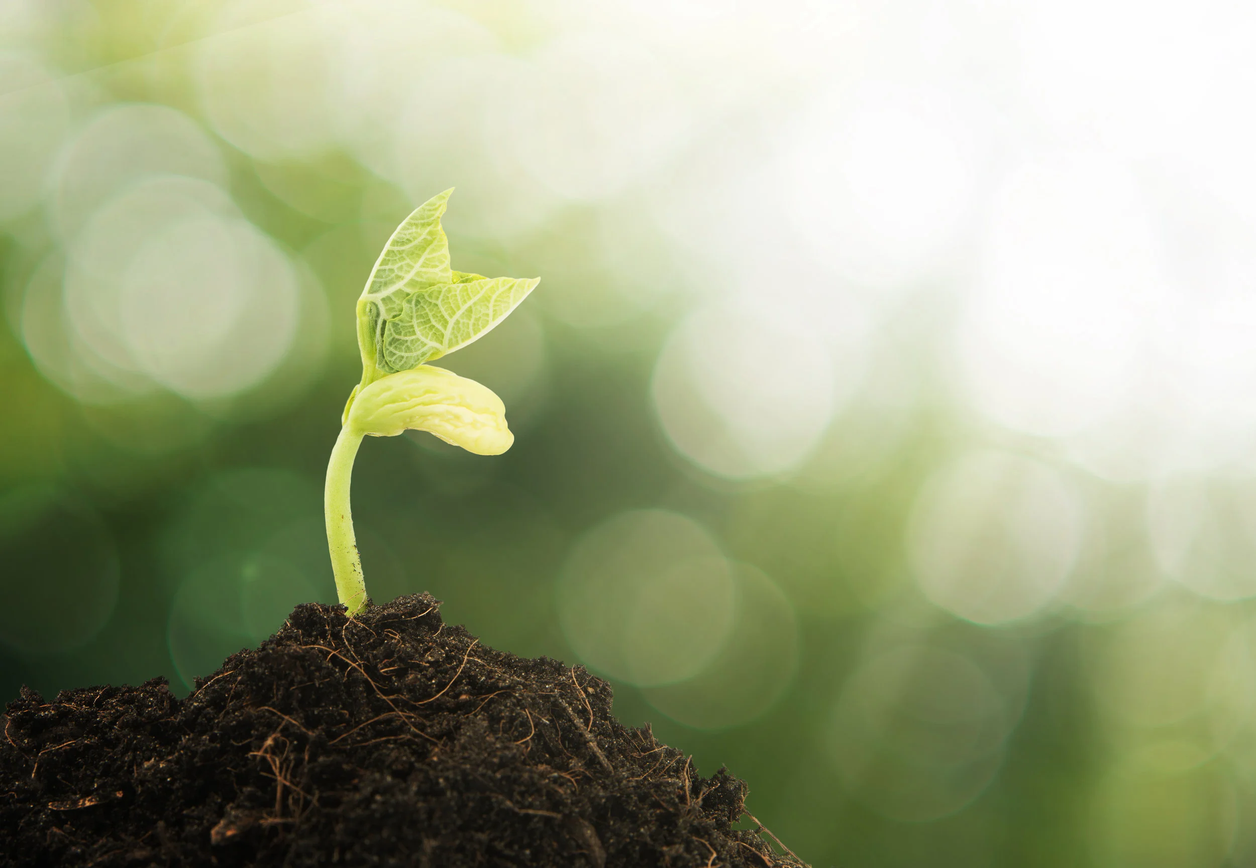 A tiny young plant emerges from soil as the sun shines down