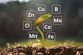 Micro nutrients are essential to our health