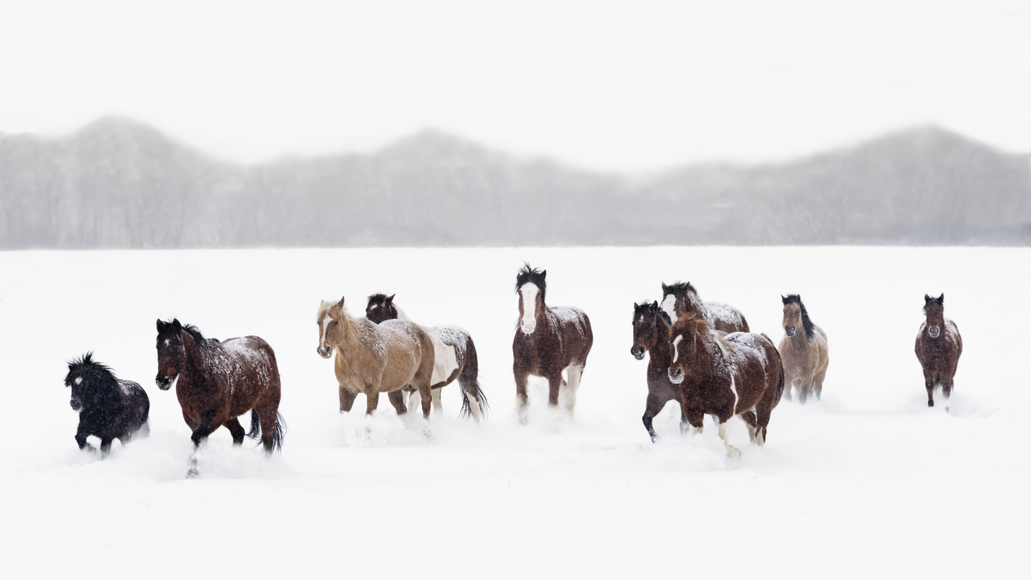 Snowy_Horses_cover.jpg