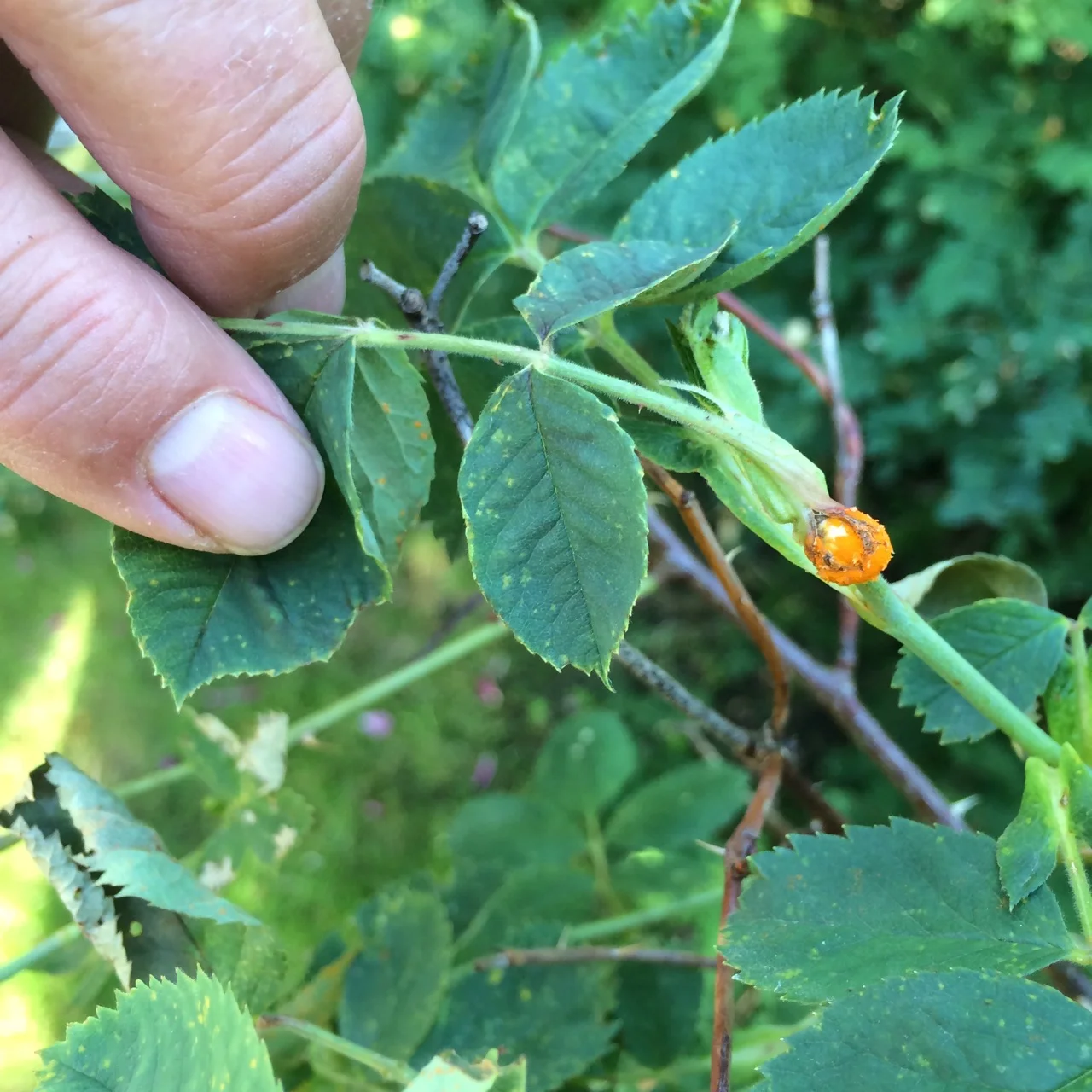 Rosrost, förebygg på våren med Mariadroppar eller spraya när skadan uppkommit. Plocka bort skadade delar.