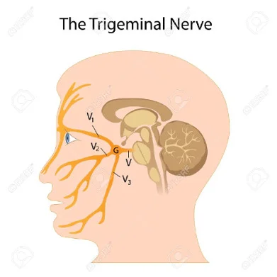 small 042919 trigeminal-nerve.jpg