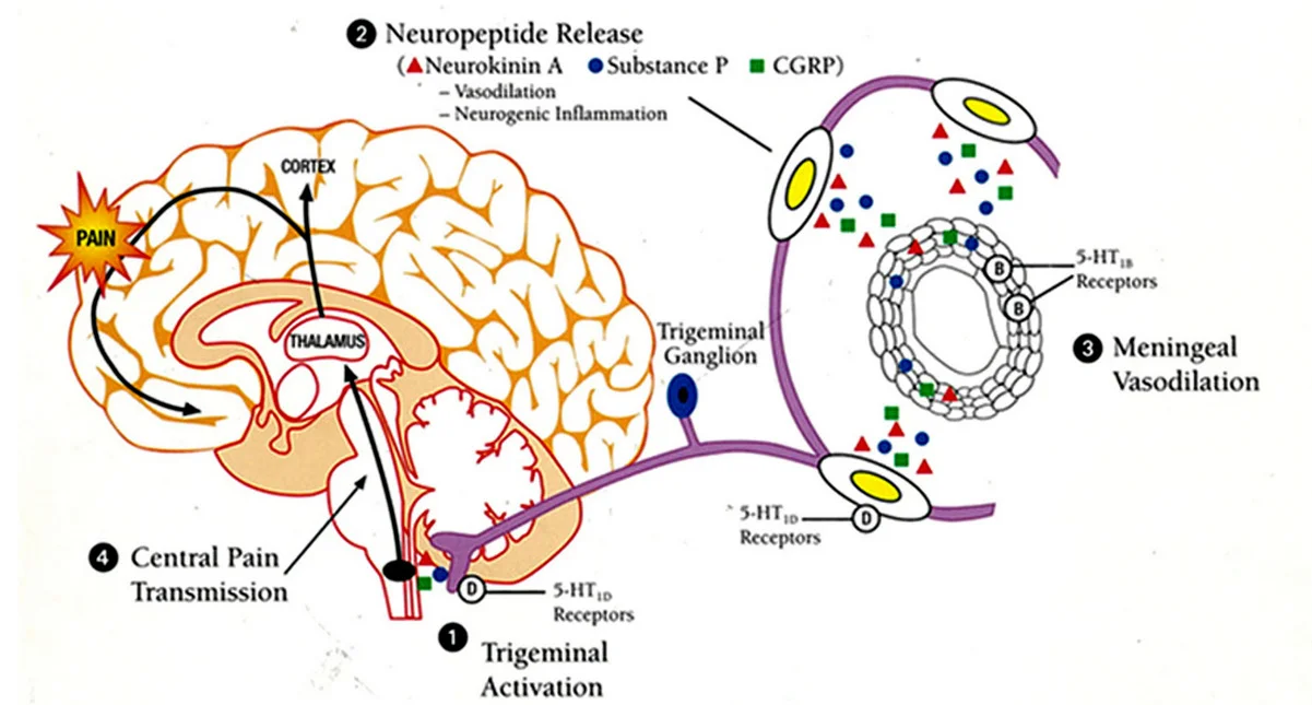 The Migraine Timing Cycle