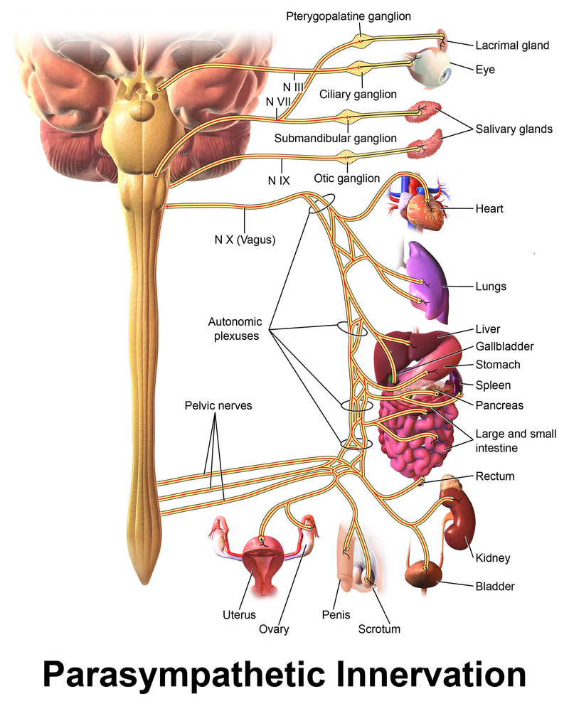 Vagus Nerve