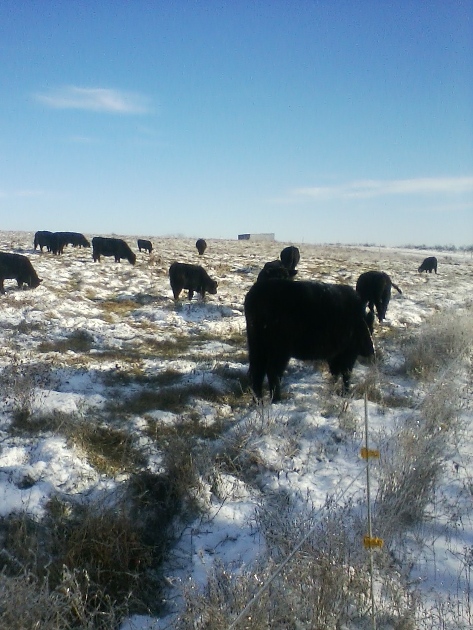 cattle grazing set aside fescue through the snow 2.jpg