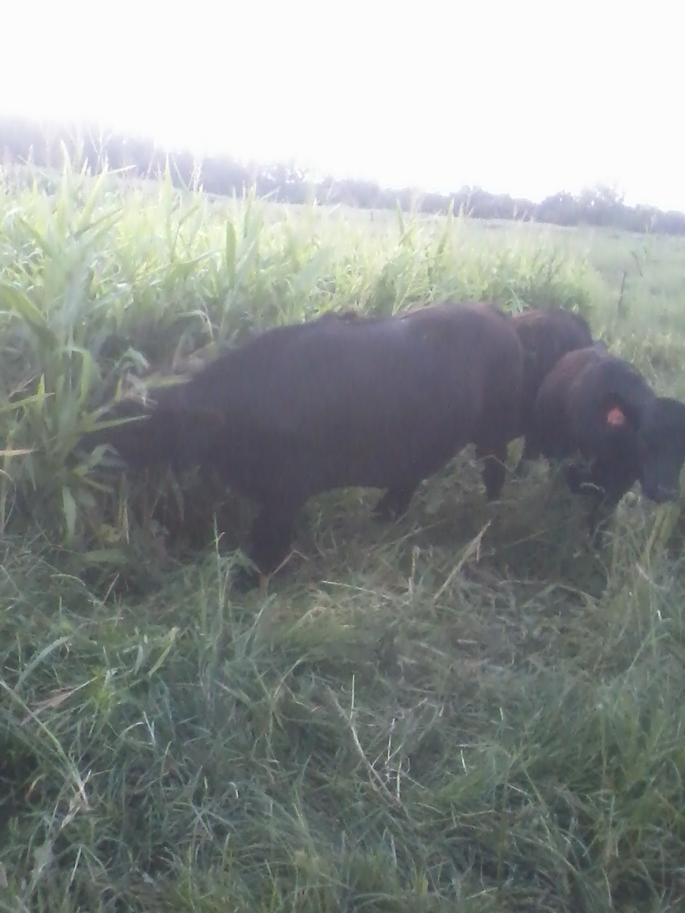 hogging down corn and bean grazing mix with steers by grazing daily strips.jpg