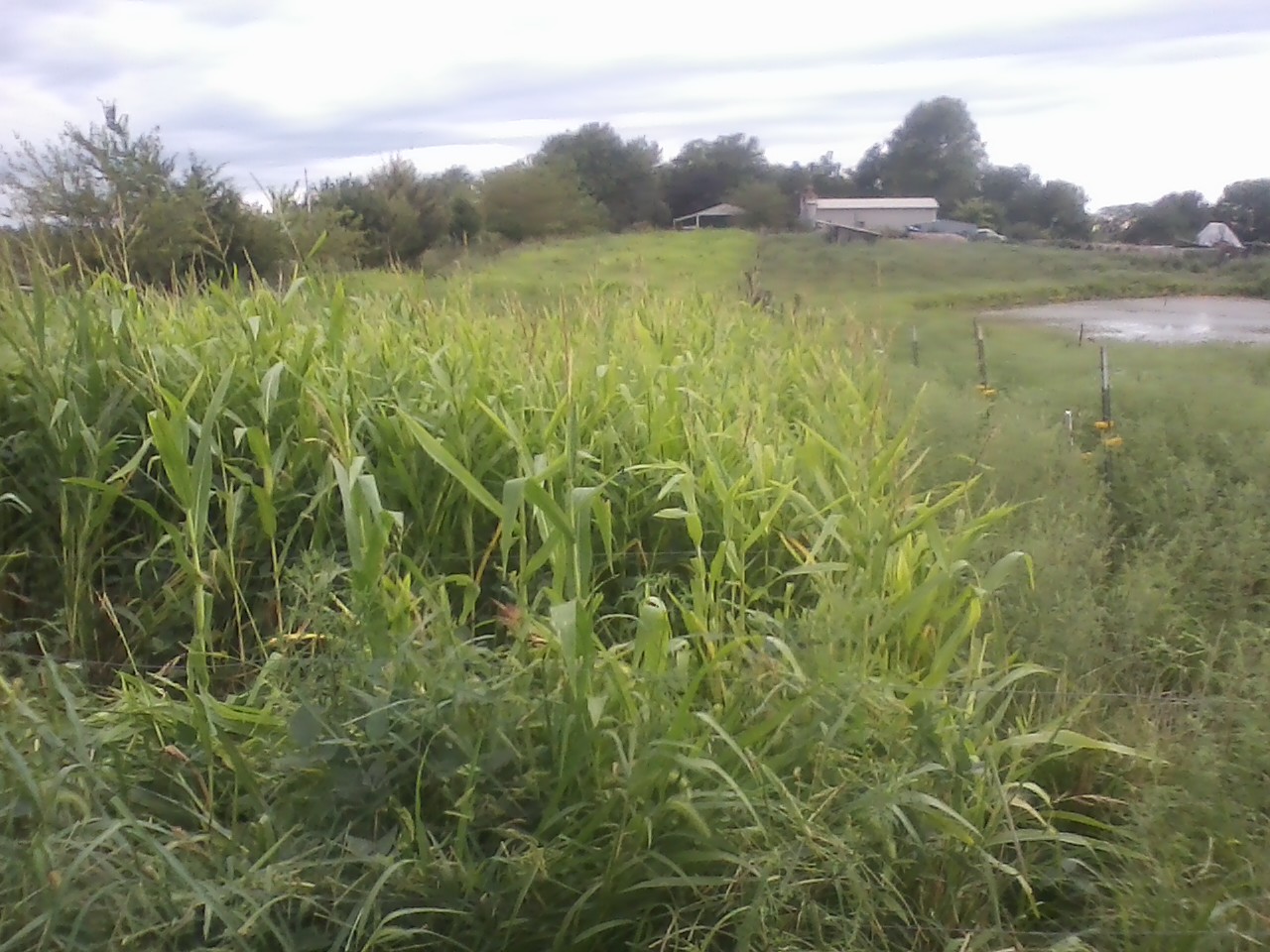 highly errodable land sown down to corn and bean mix and ready to strip graze.jpg