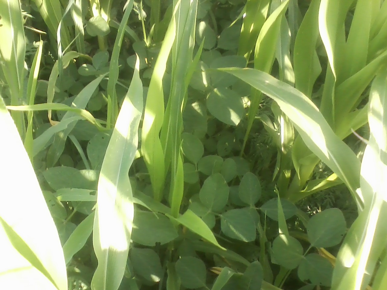 corn and beans growing together in a grazing mix.jpg