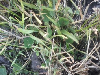 corn and beans growing through the wheat residue.jpg