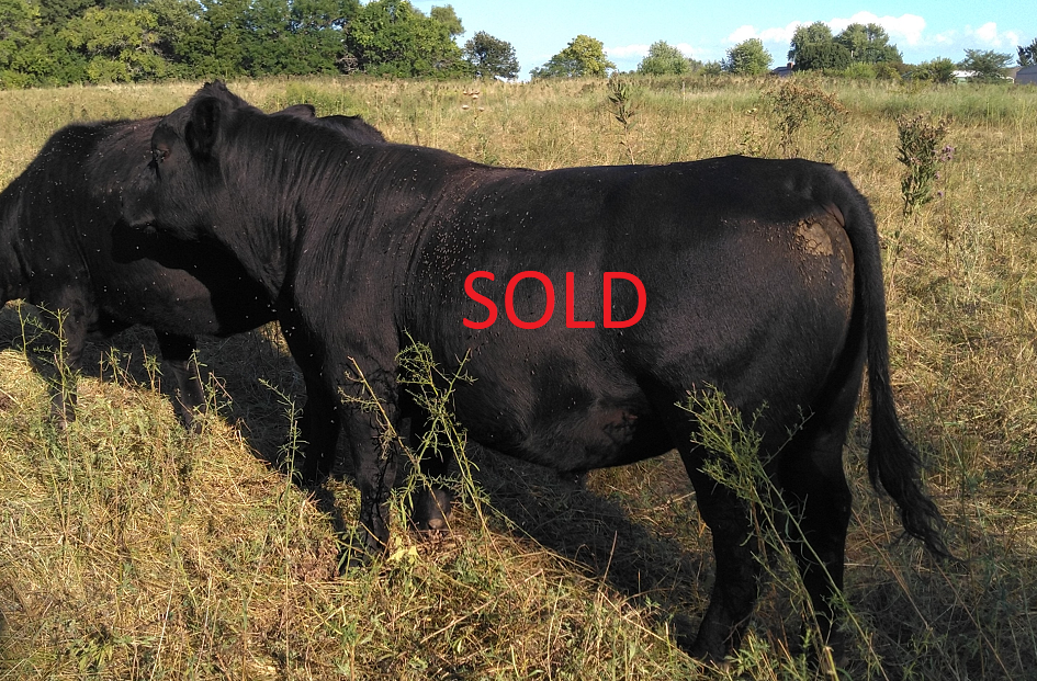 H31 sold.png