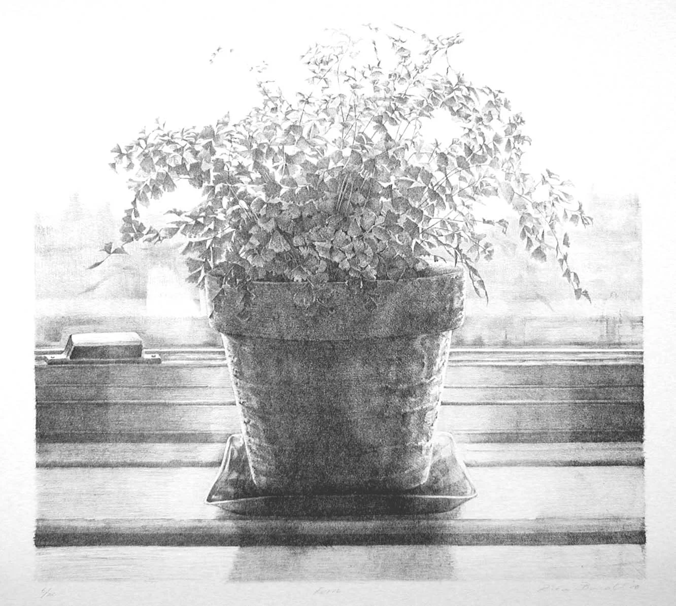  Fern    2000  Edition 12  16 x 16" 