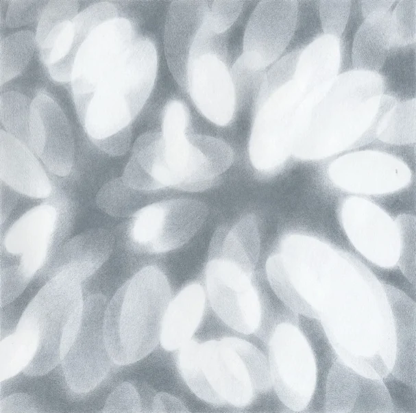 Light petals021.jpg
