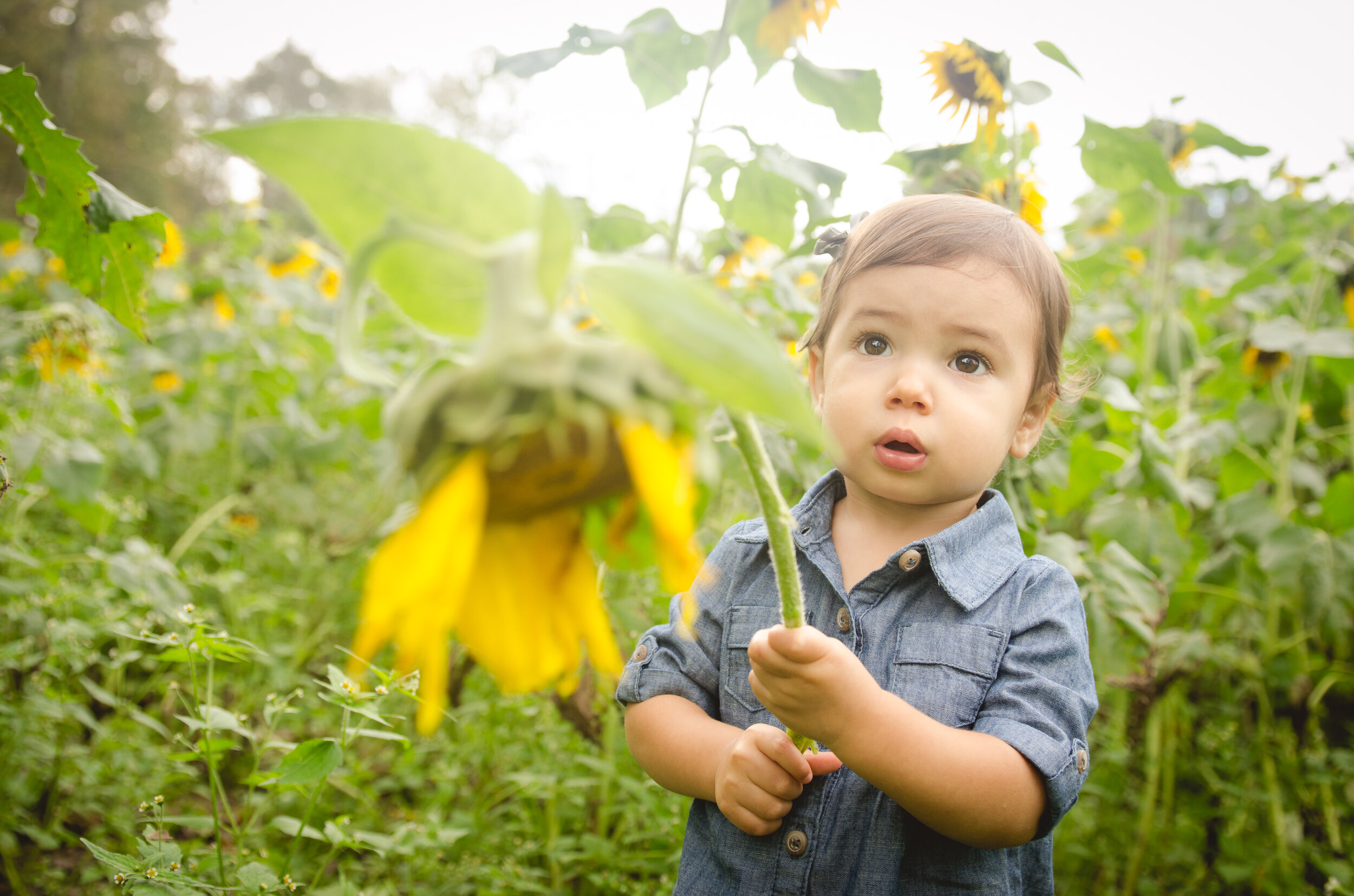 Tabors_Sunflowers-3.jpg