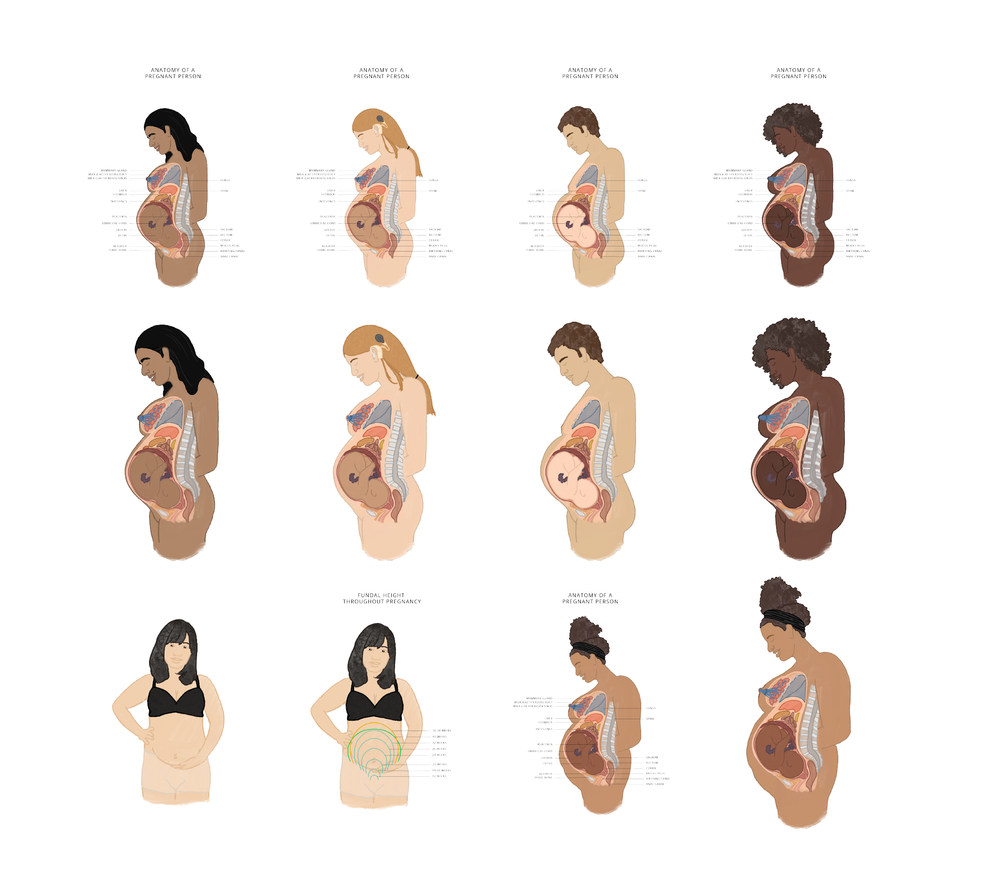 Anatomy of a Pregnant Person Illustration Set — The Educated Birth, image size:1000x885