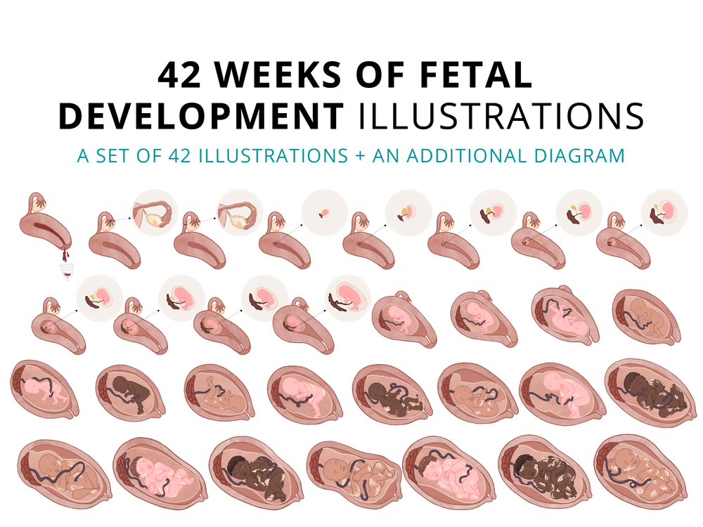 Fetal Development Week By Week Chart