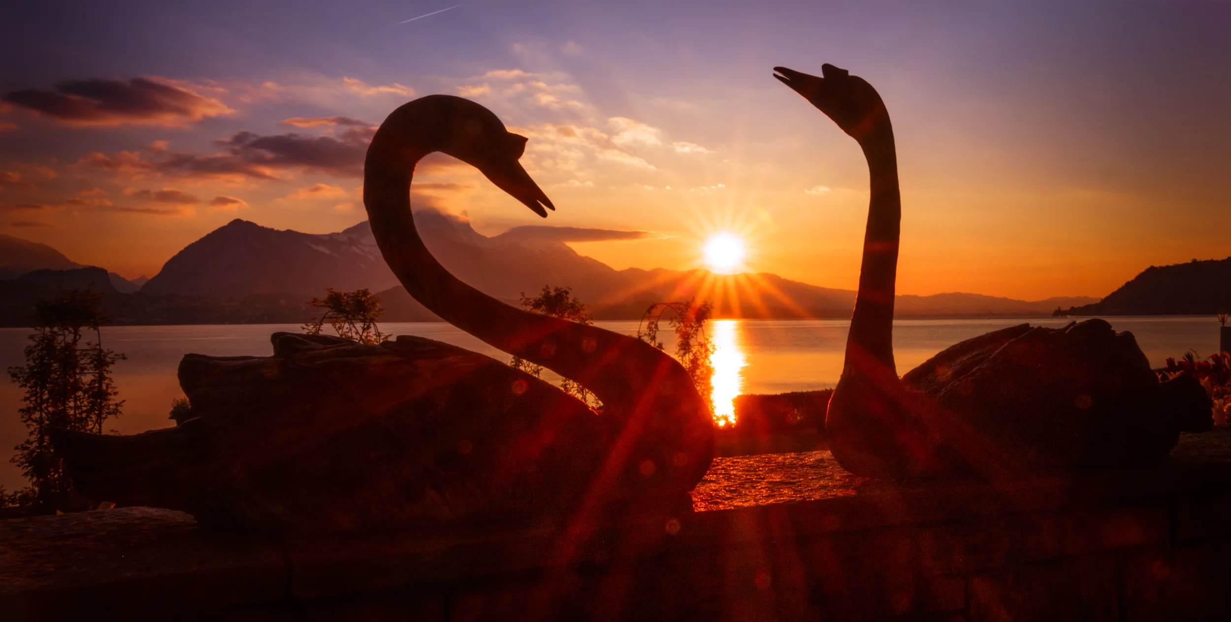 Sunset on the lake of Thun between 2 swans