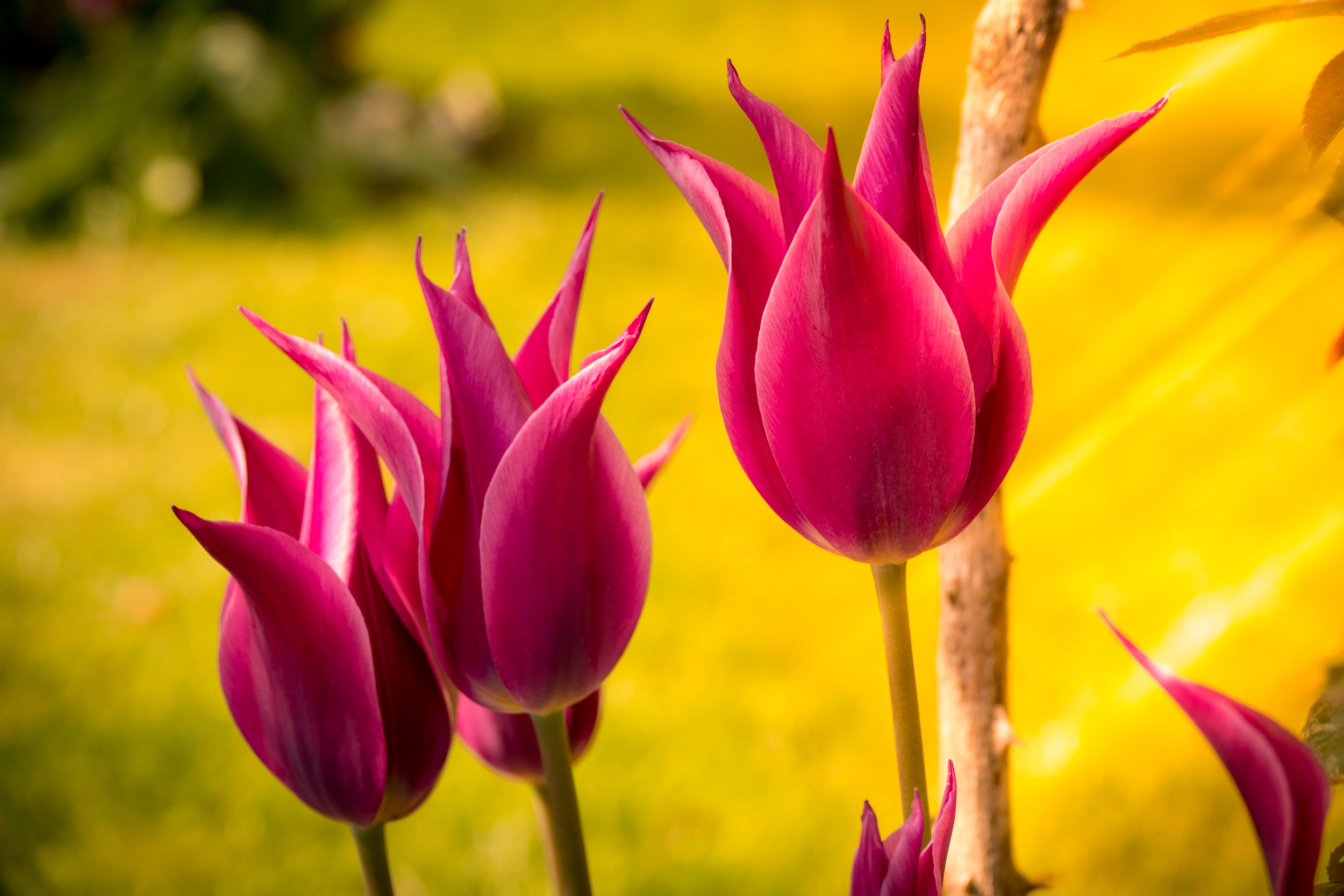 Lily flowered tulips