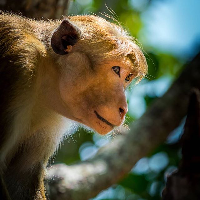 This #monkey on top #sigiriya lion rock looks in thought... Or maybe he's just concentrated to not miss an open bag which may contain food. It's impressive how fast they were are spotting a slightly open zipper, opening the bag and putting their head