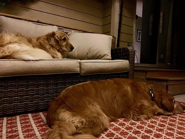 Nice cool evening for the patio #patiodogs #coloradonights #coloradodogs #couchdog #shecandowhatshewants