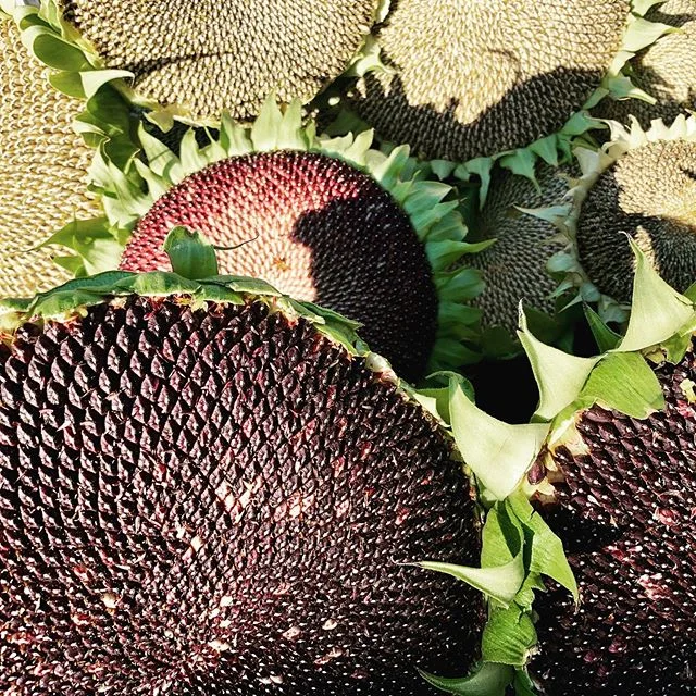 Harvesting my sunflower seeds! #sunflower #greenthumbaward #backyardgarden