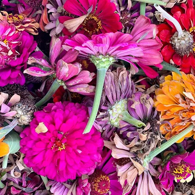 Harvesting all those zinnia seeds for next year! #greenthumb #winterprep #bringonthesnow❄️