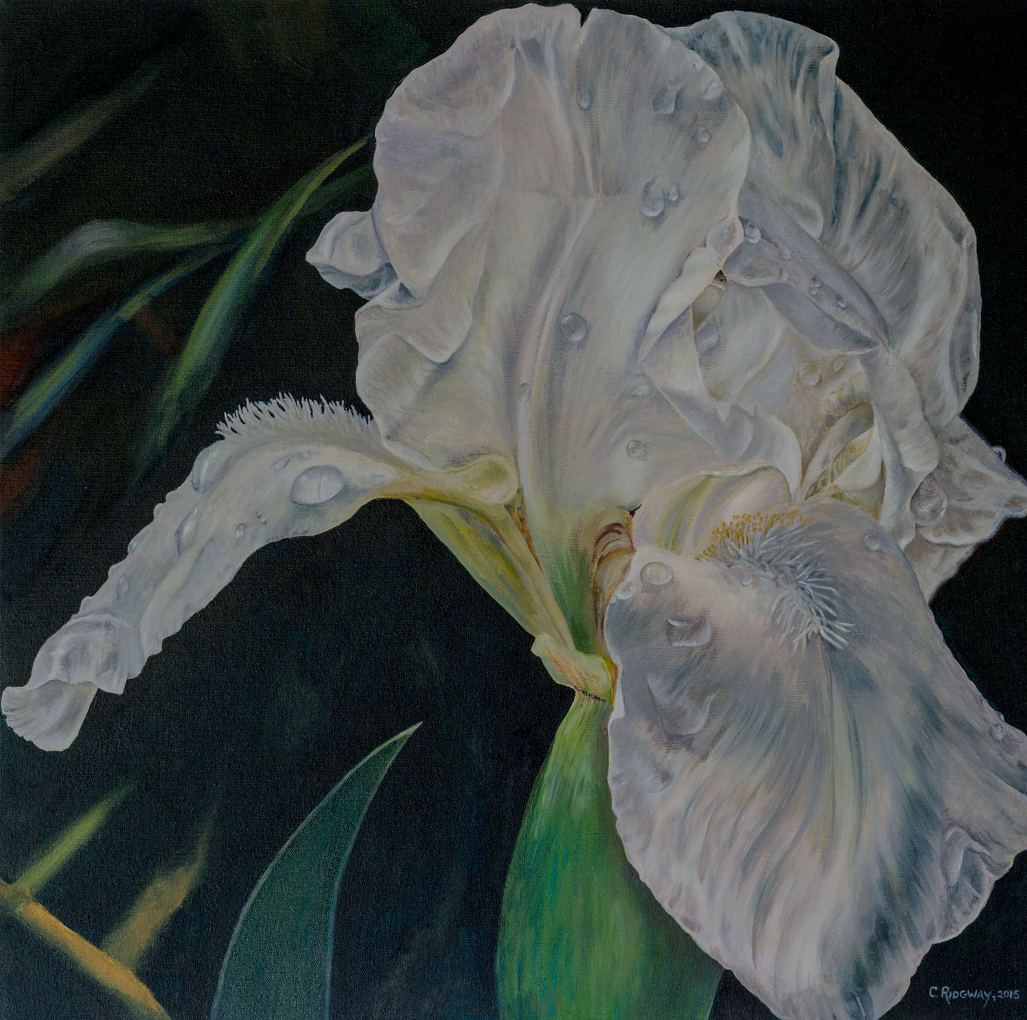 White Iris (2015)
