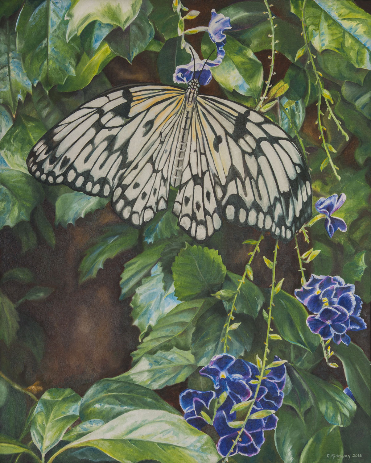 Black and White Butterfly (2016)