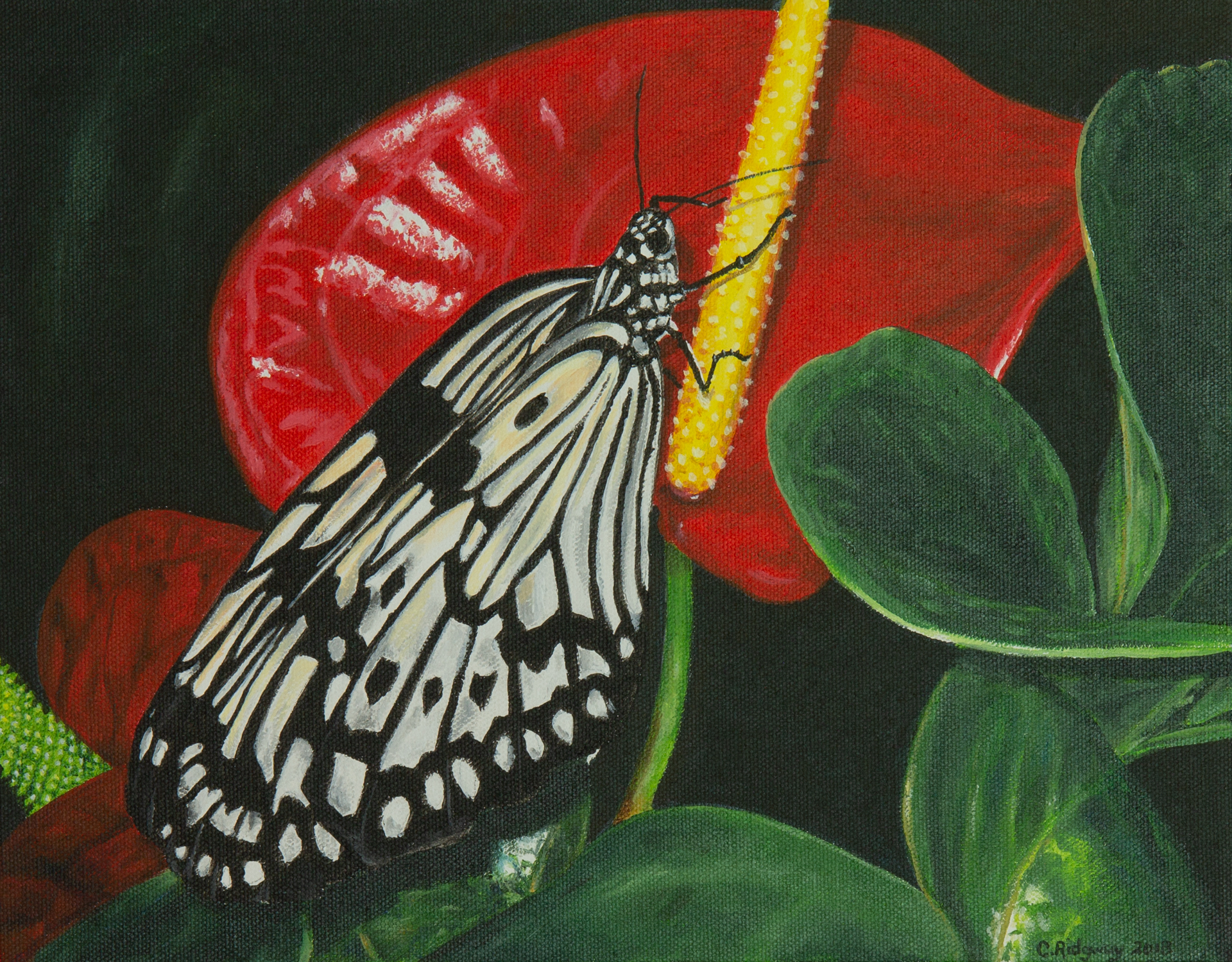 Rice Paper Butterfly on Anthurium (2018)