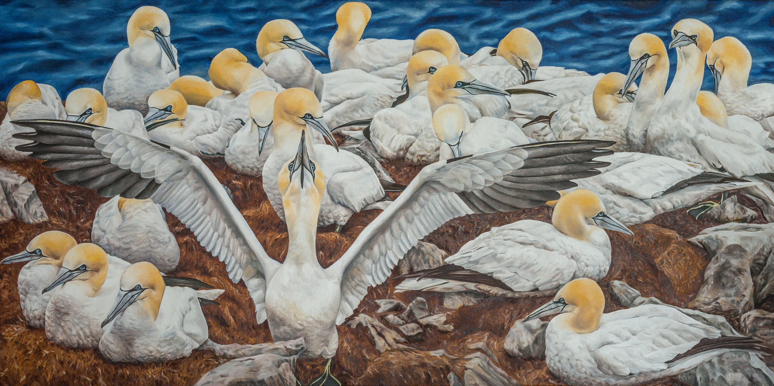 Northern Gannets, Cape St. Mary's, Newfoundland (2018)