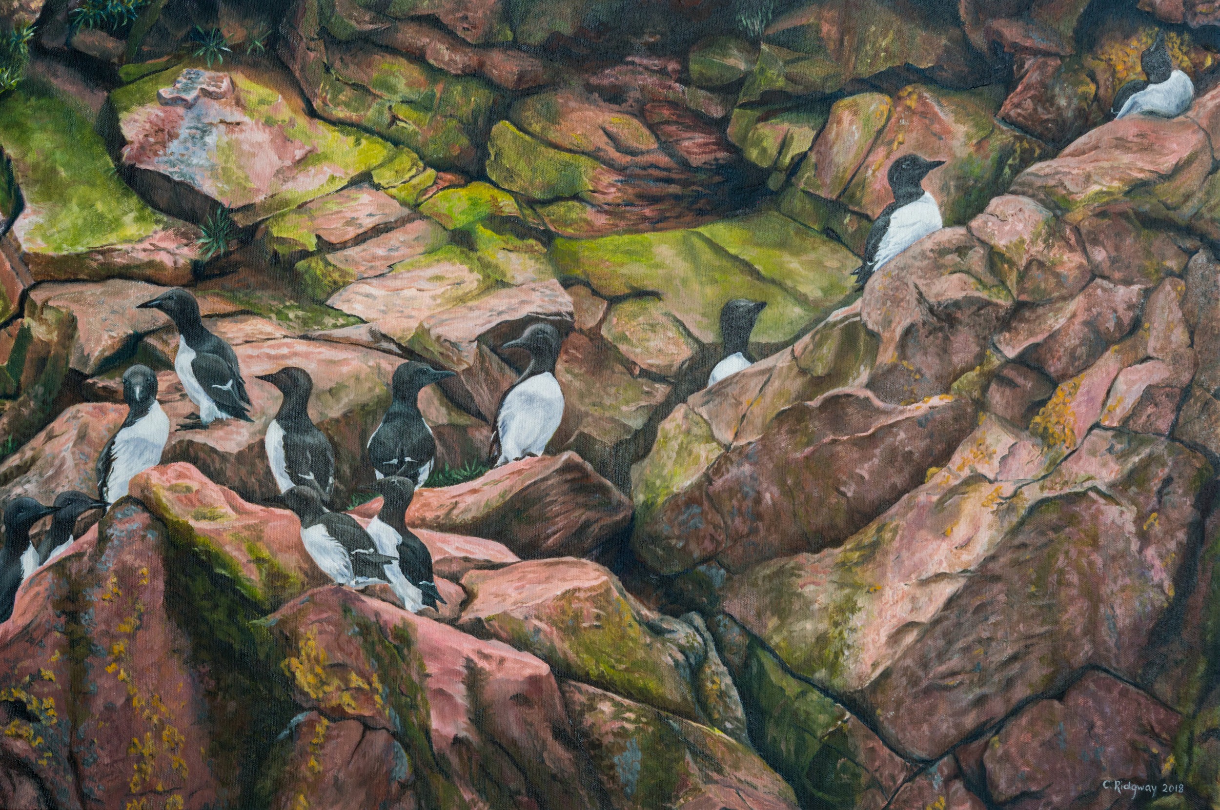 Murres, Witless Bay, Newfoundland (2018)