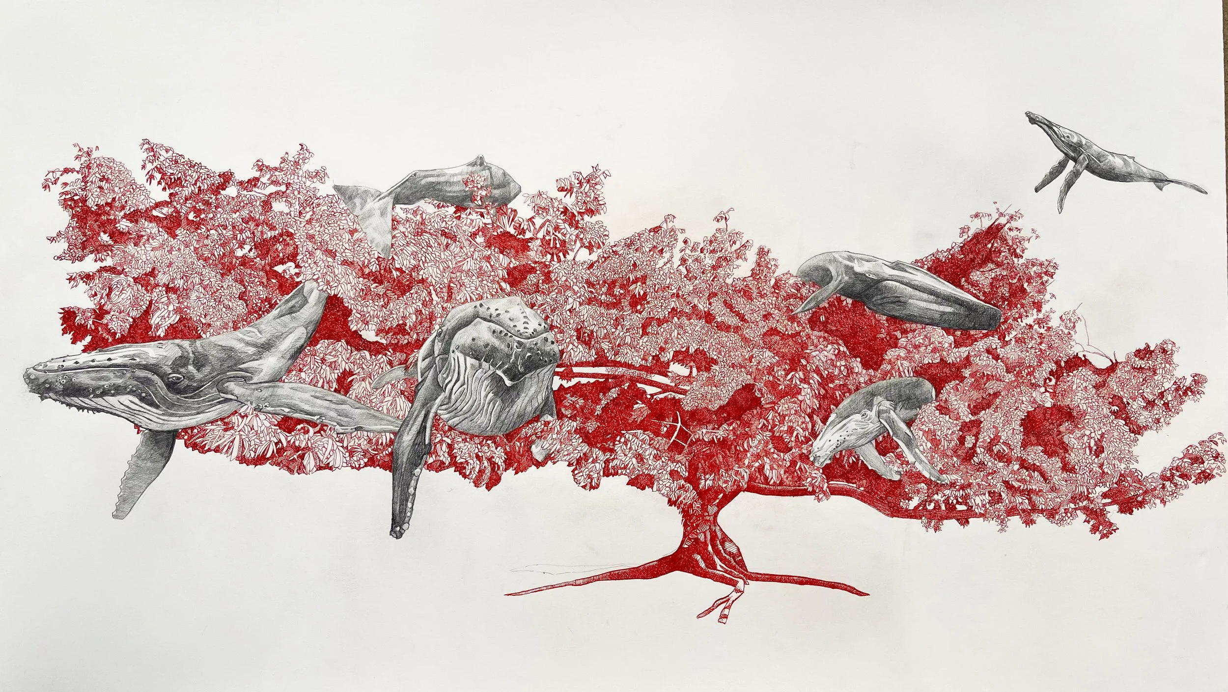 Nido Colorado, 2025, Ink and pencil on paper, 26" x 40"