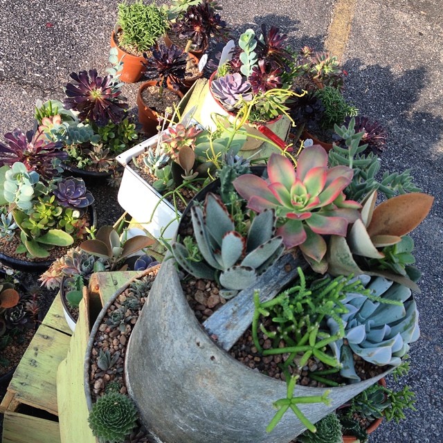 succulents.jpg