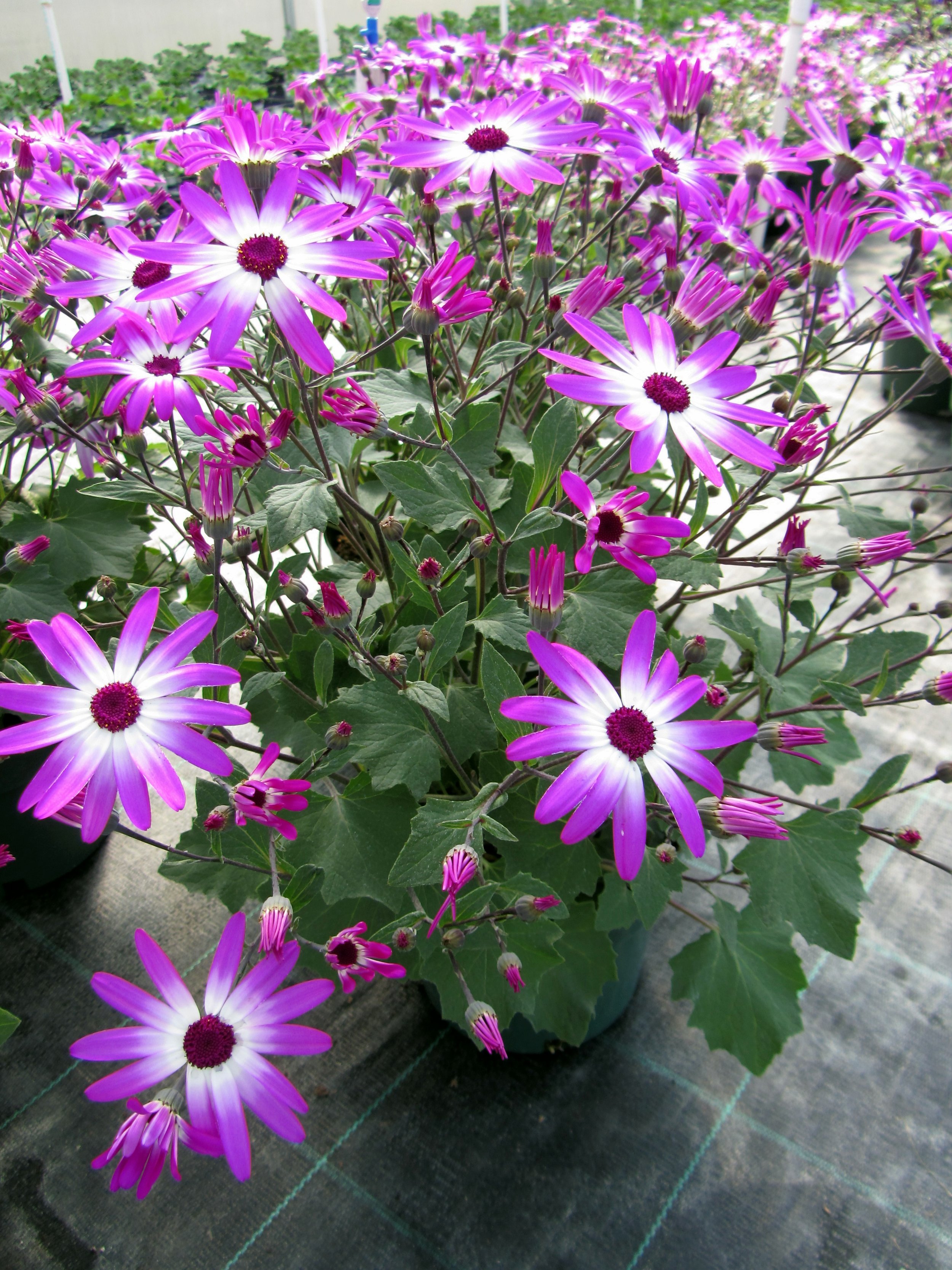 Cineraria Senetti.JPG