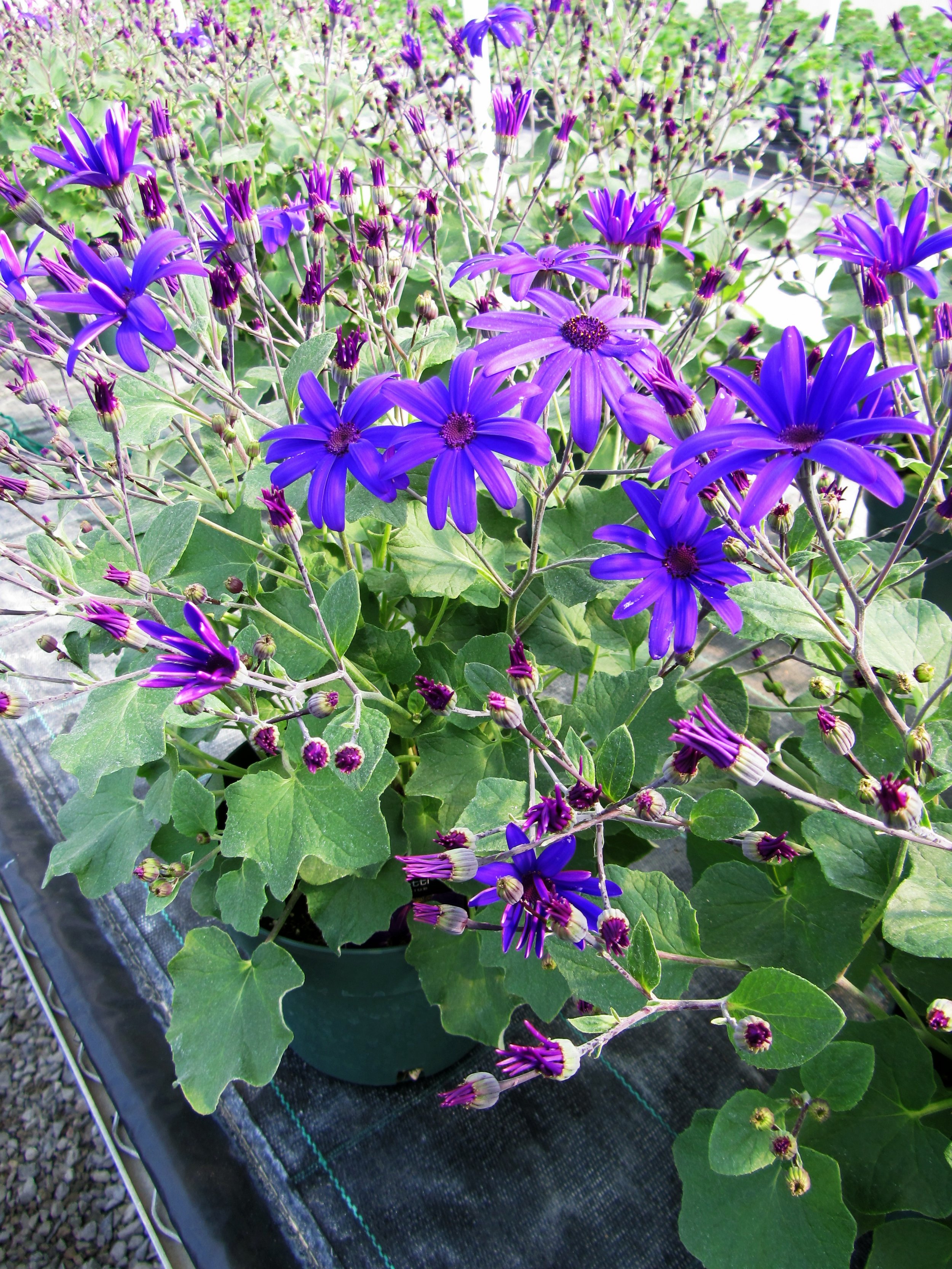 New this year — HESSTON PLANT CO.