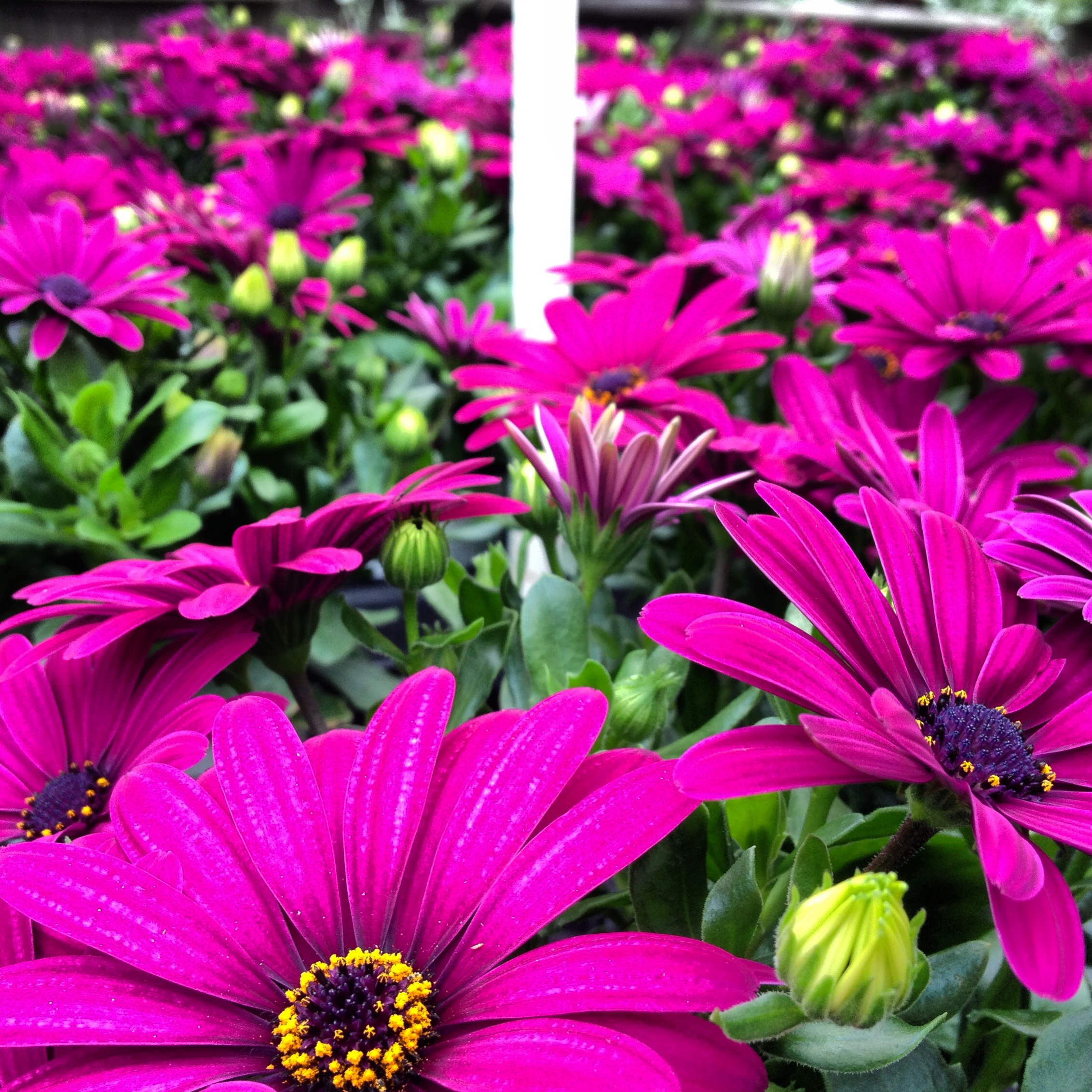 Osteospermum.JPG