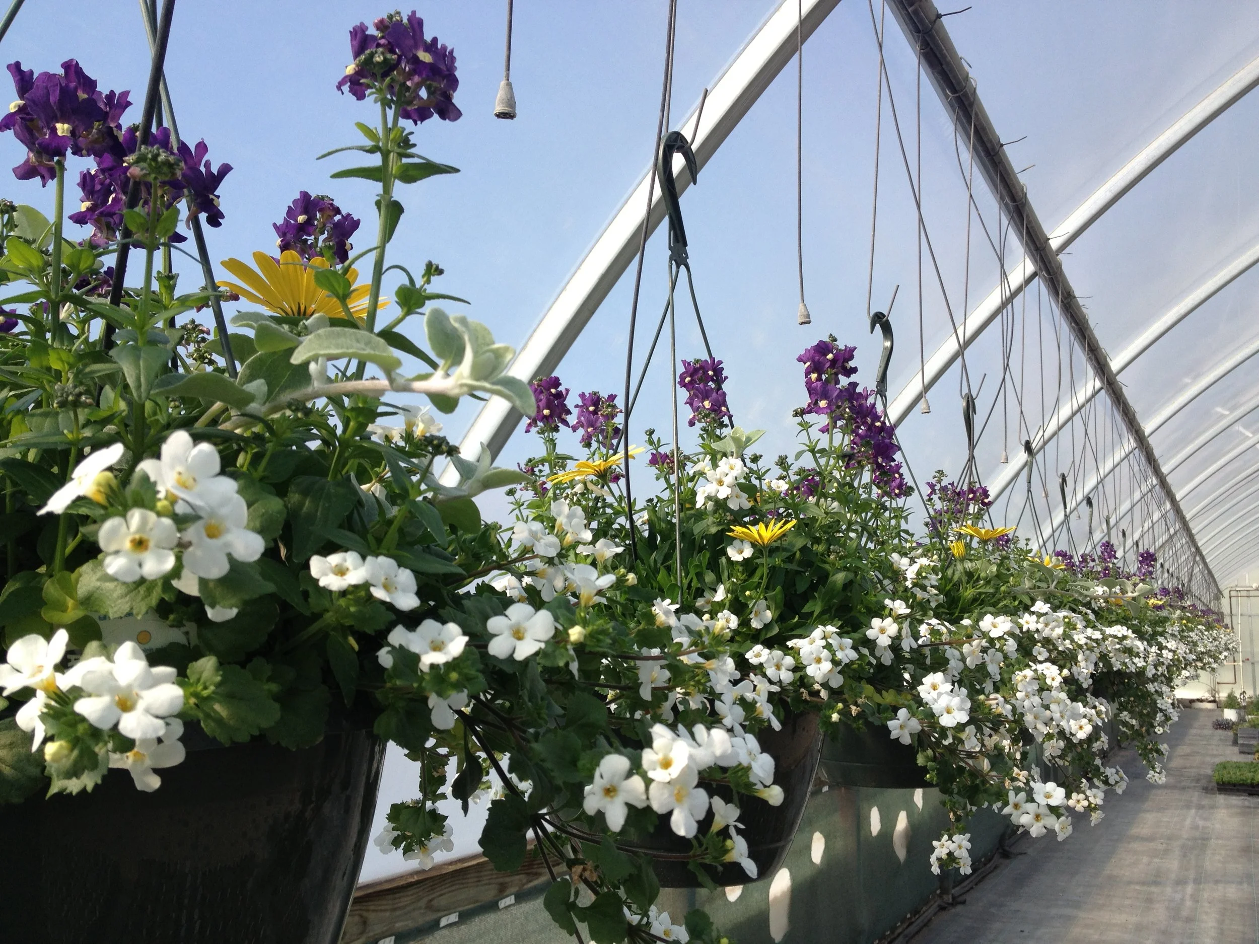 Osteo Nemesia HB.JPG