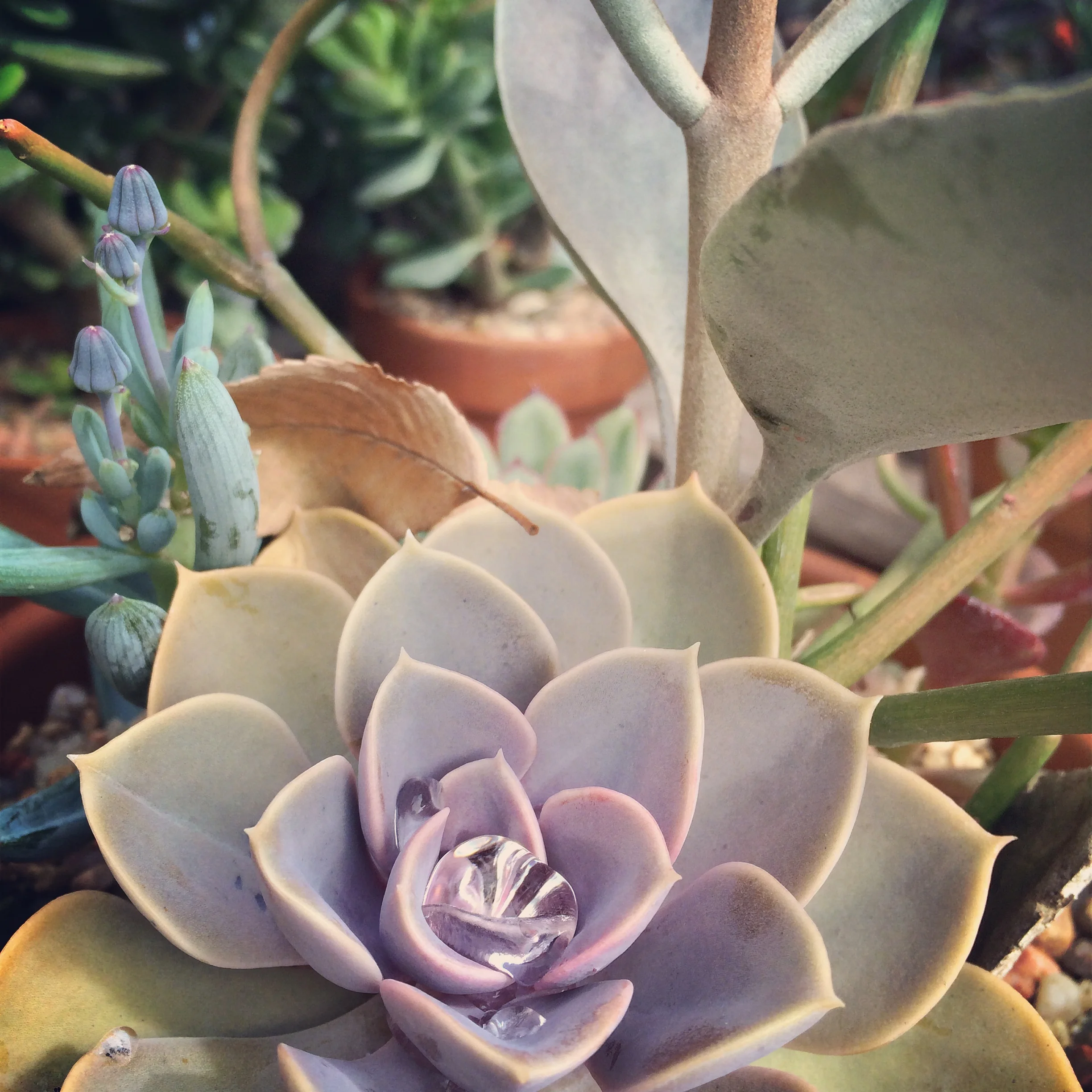 Succulents up close.jpg