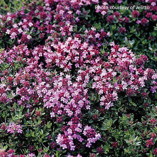 Thymus Magic Carpet Thyme