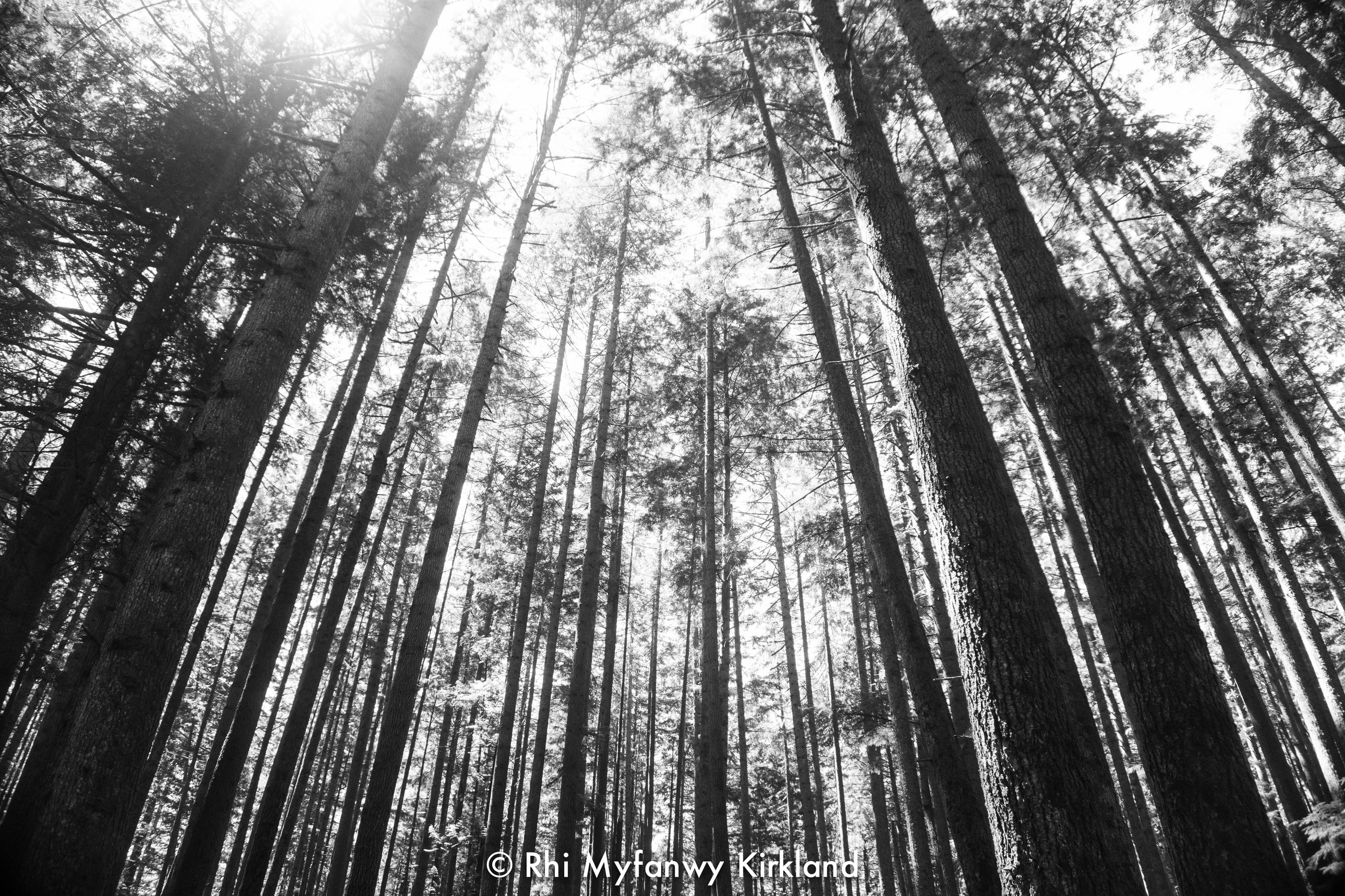 2018.07.13 trees bw watermark-4.jpg