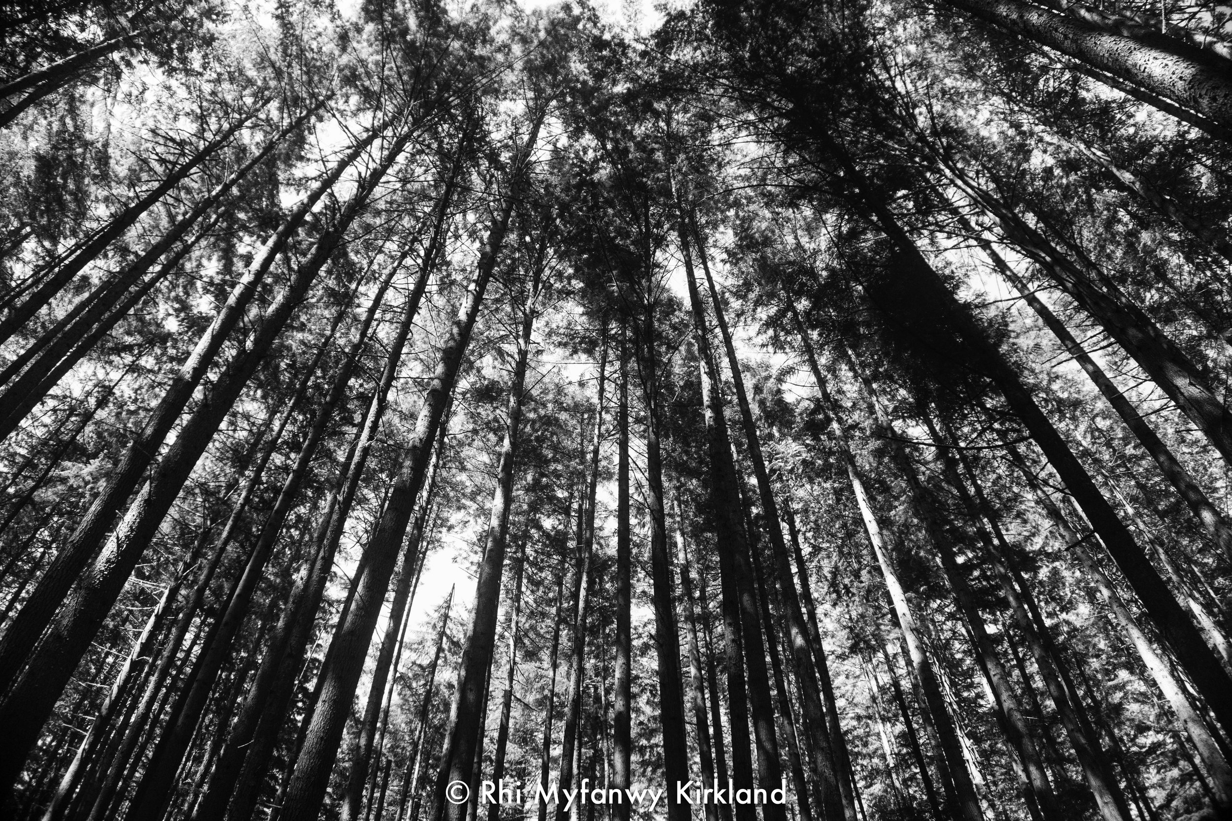 2018.07.13 trees bw watermark-7.jpg