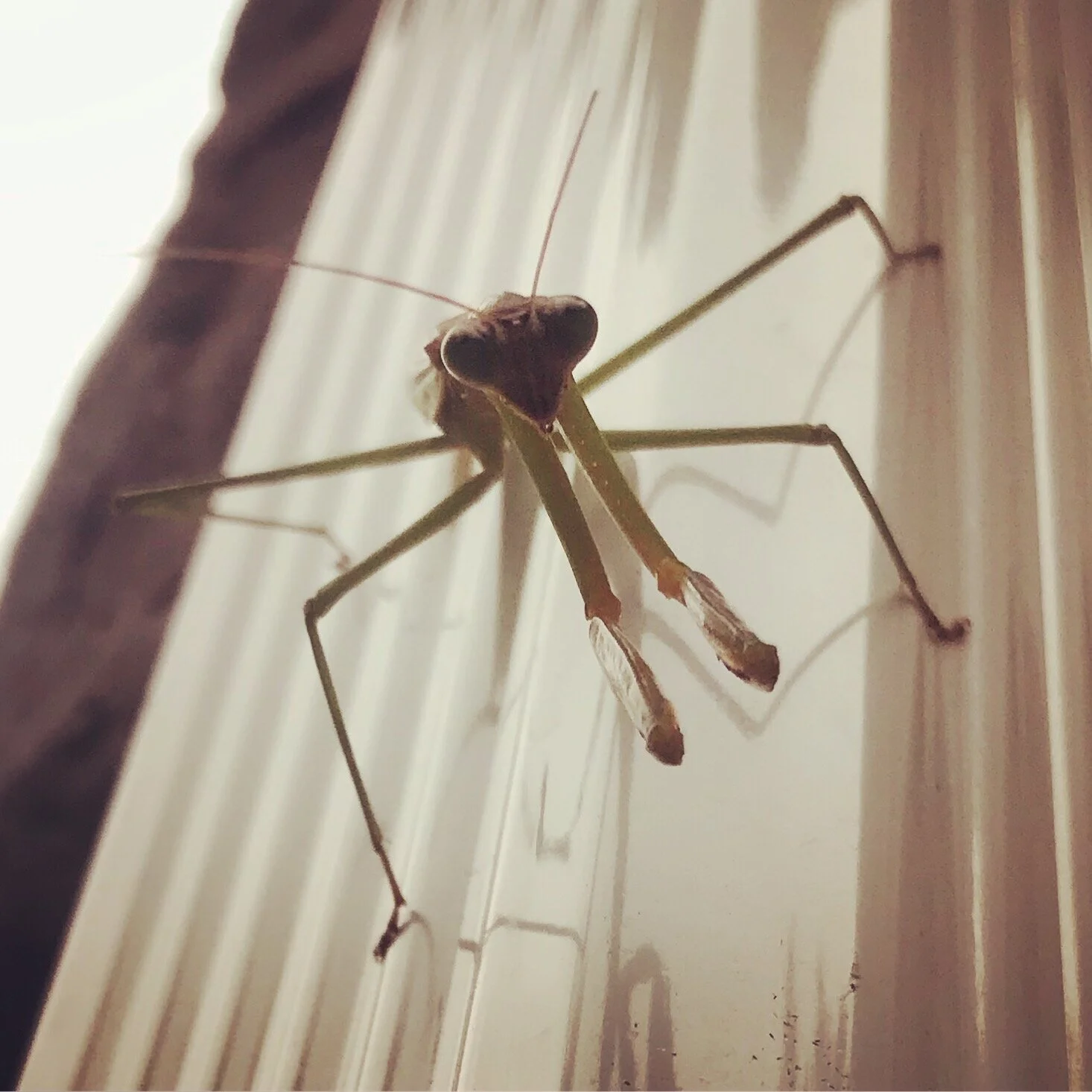 WILDLIFE