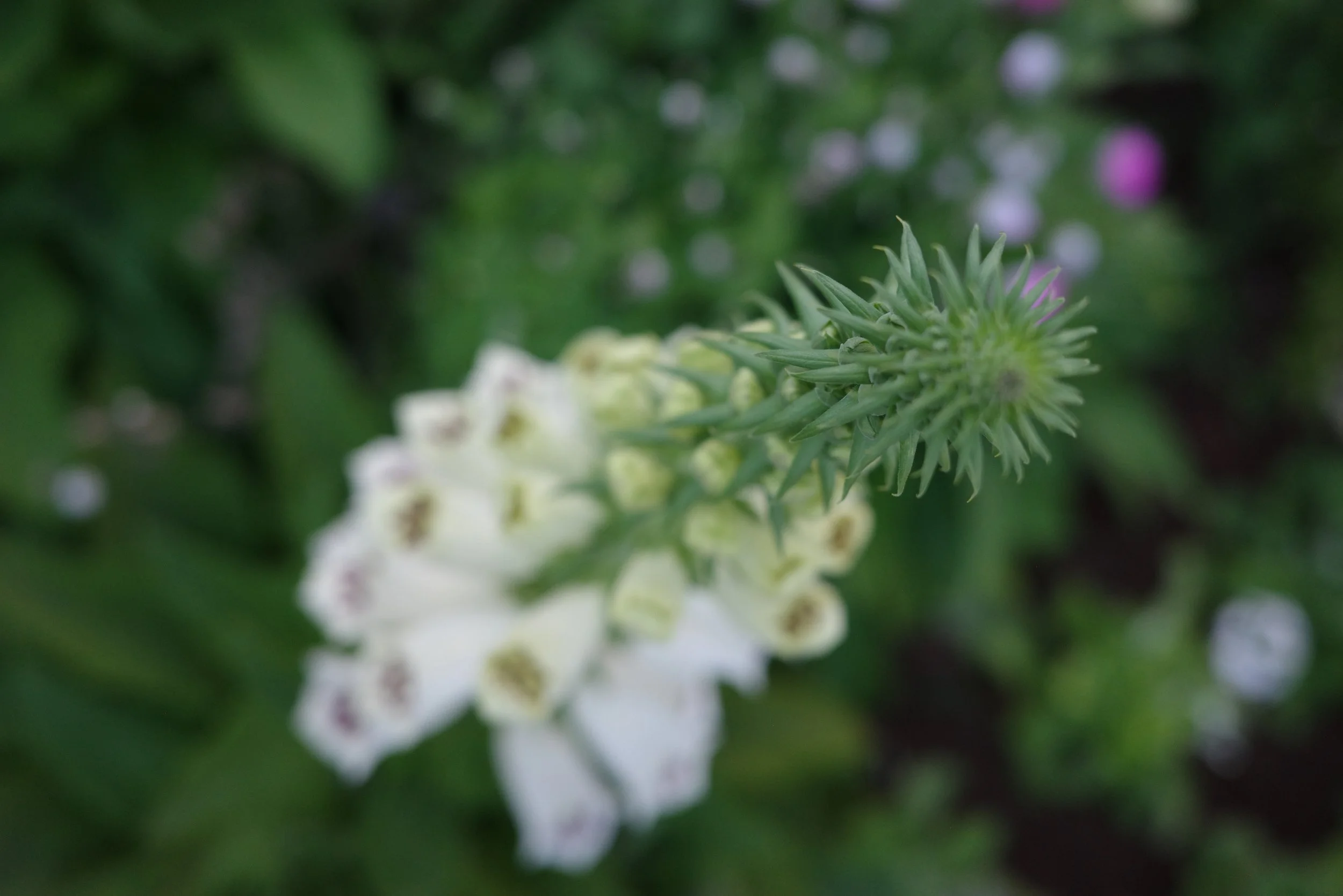R0001989.JPG