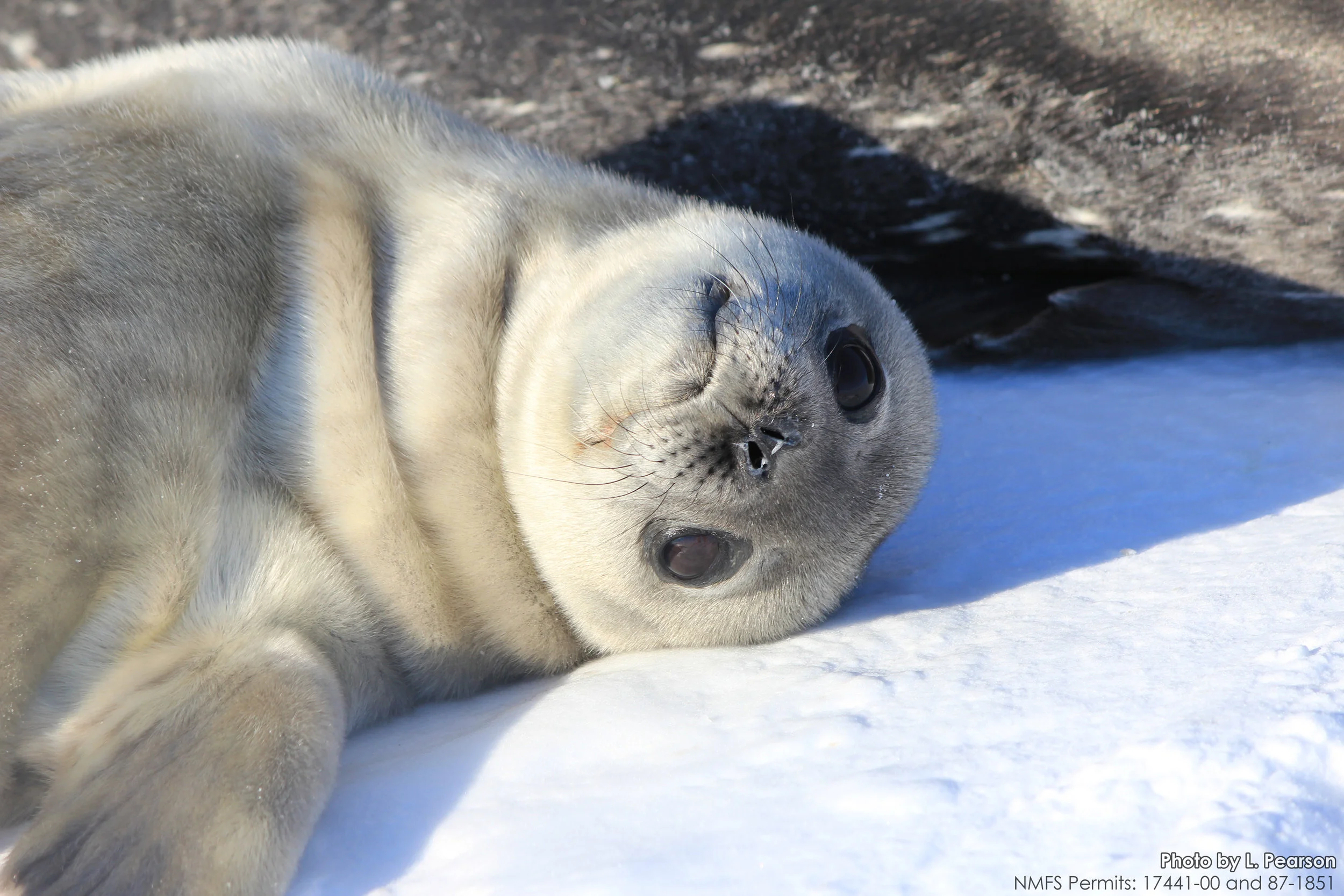  Photos were taken under NMFS Permits 17441-00, 87-1851, and 21006.   