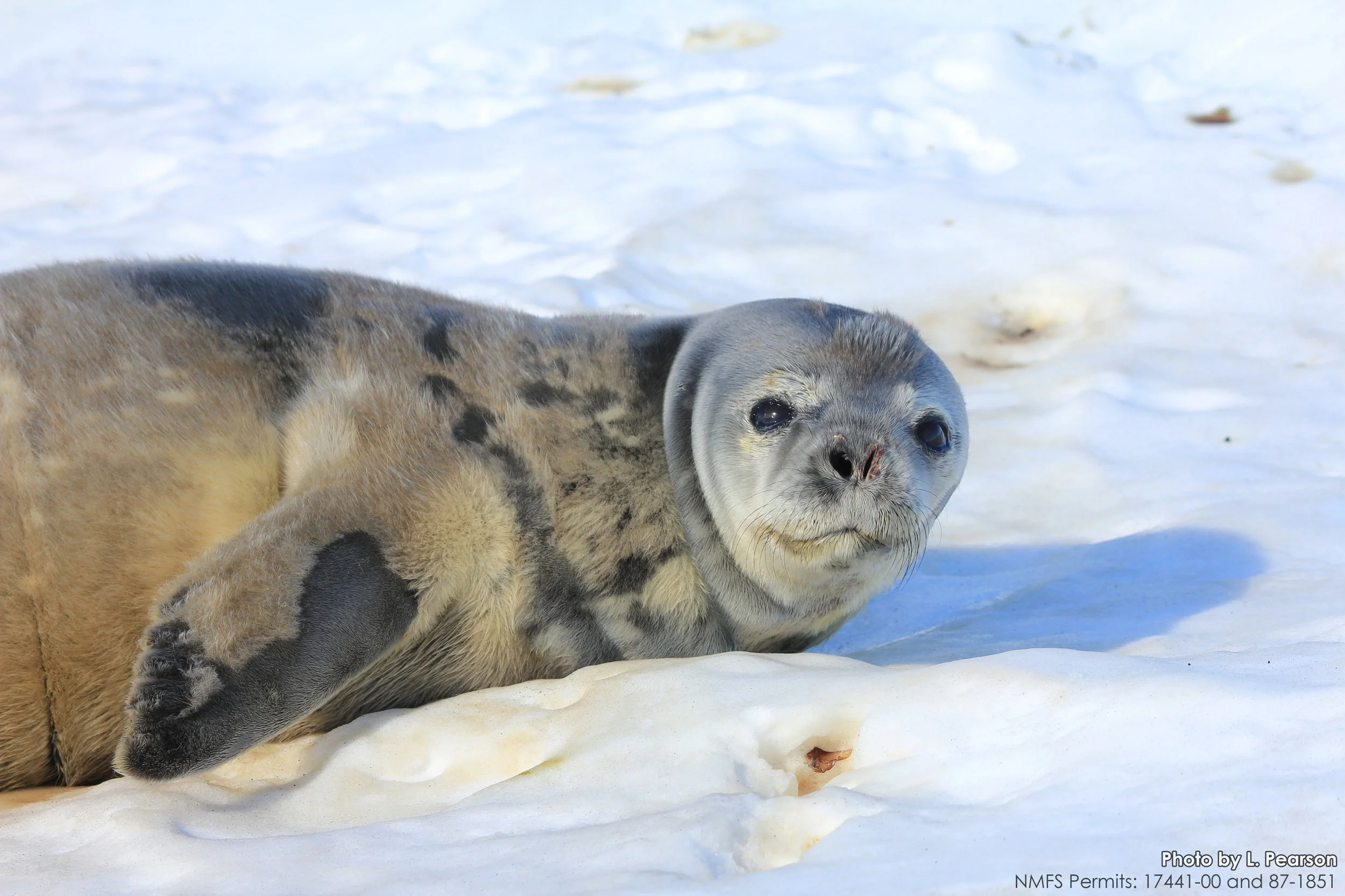  Photos were taken under NMFS Permits 17441-00, 87-1851, and 21006.   