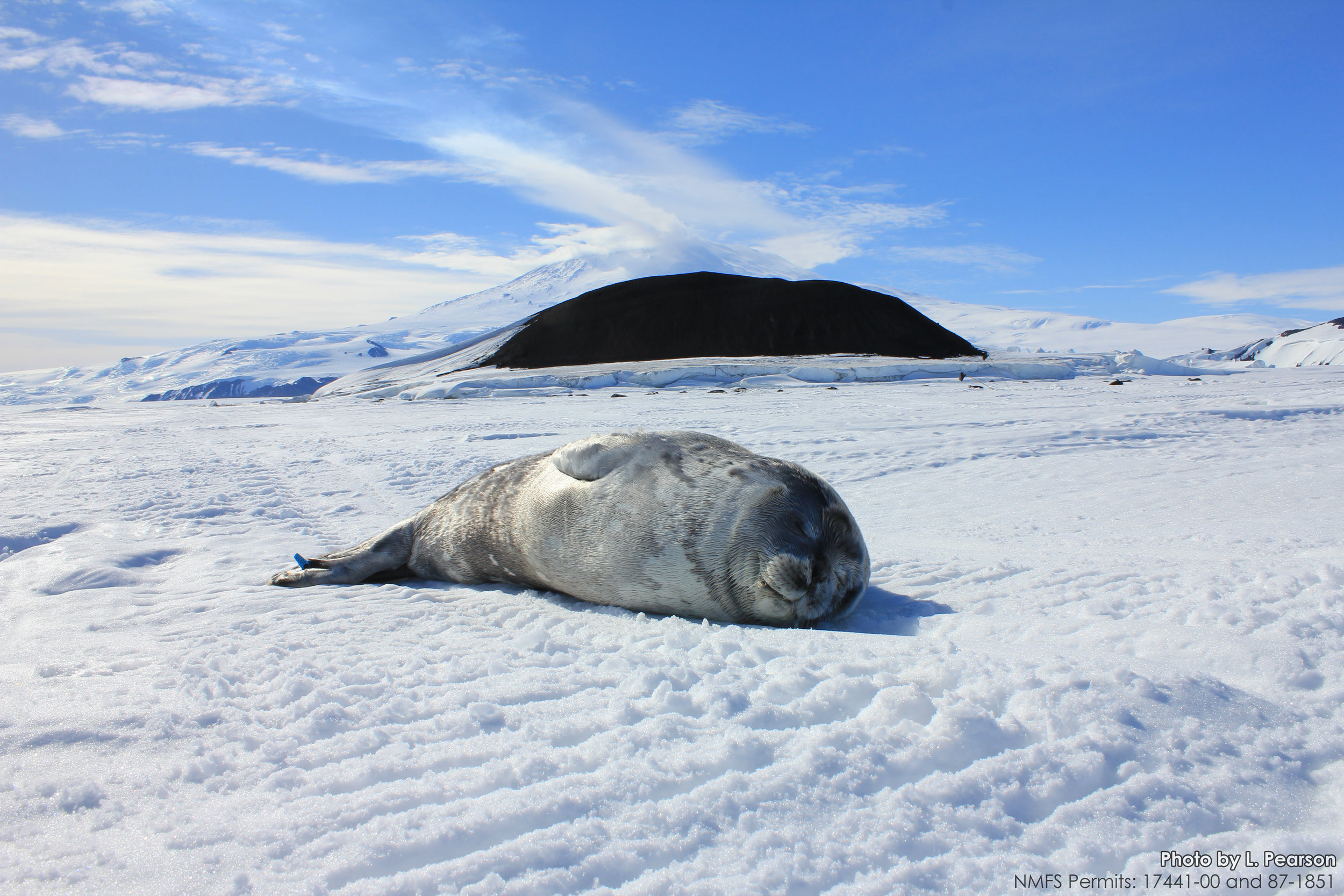  Photos were taken under NMFS Permits 17441-00, 87-1851, and 21006. 