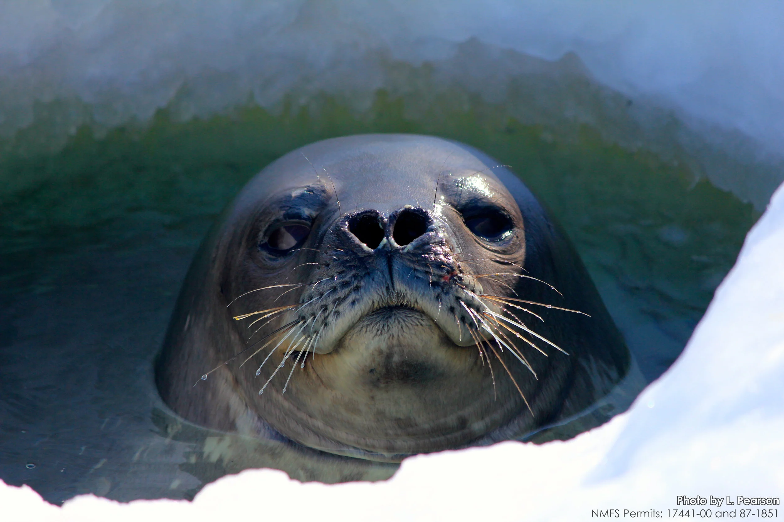  Photos were taken under NMFS Permits 17441-00, 87-1851, and 21006. 