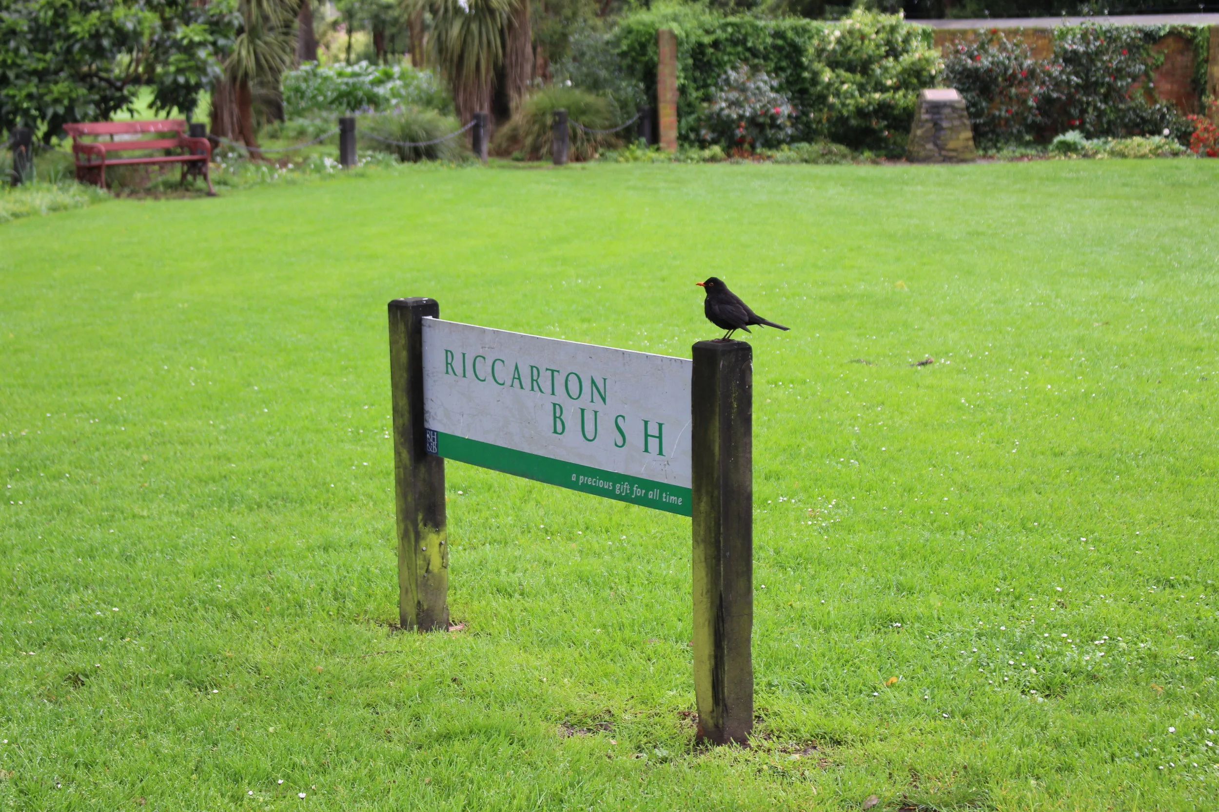 What to Do When Stuck in Christchurch