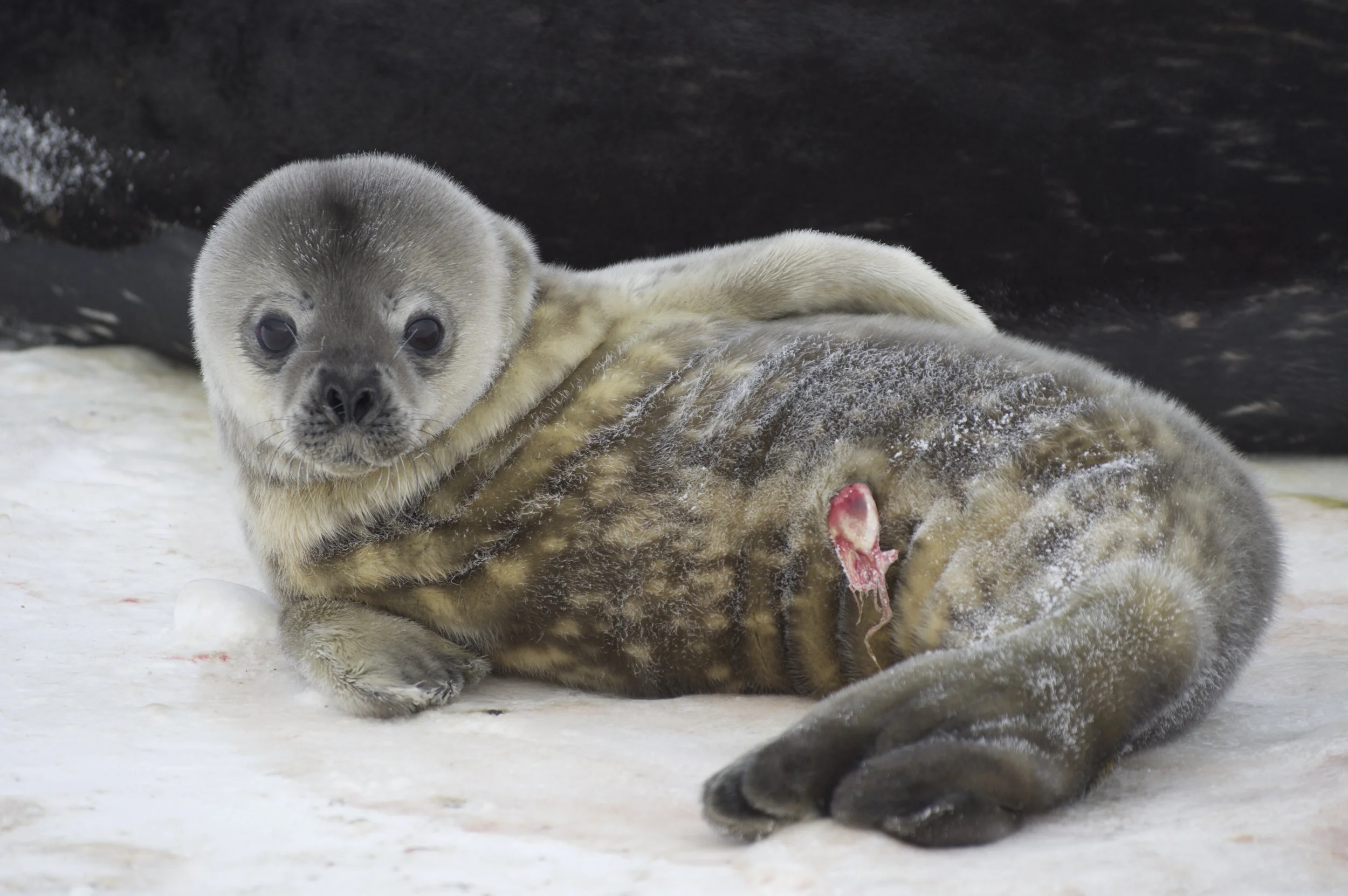 Photos were taken under NMFS Permits 17441-00, 87-1851, and 21006.